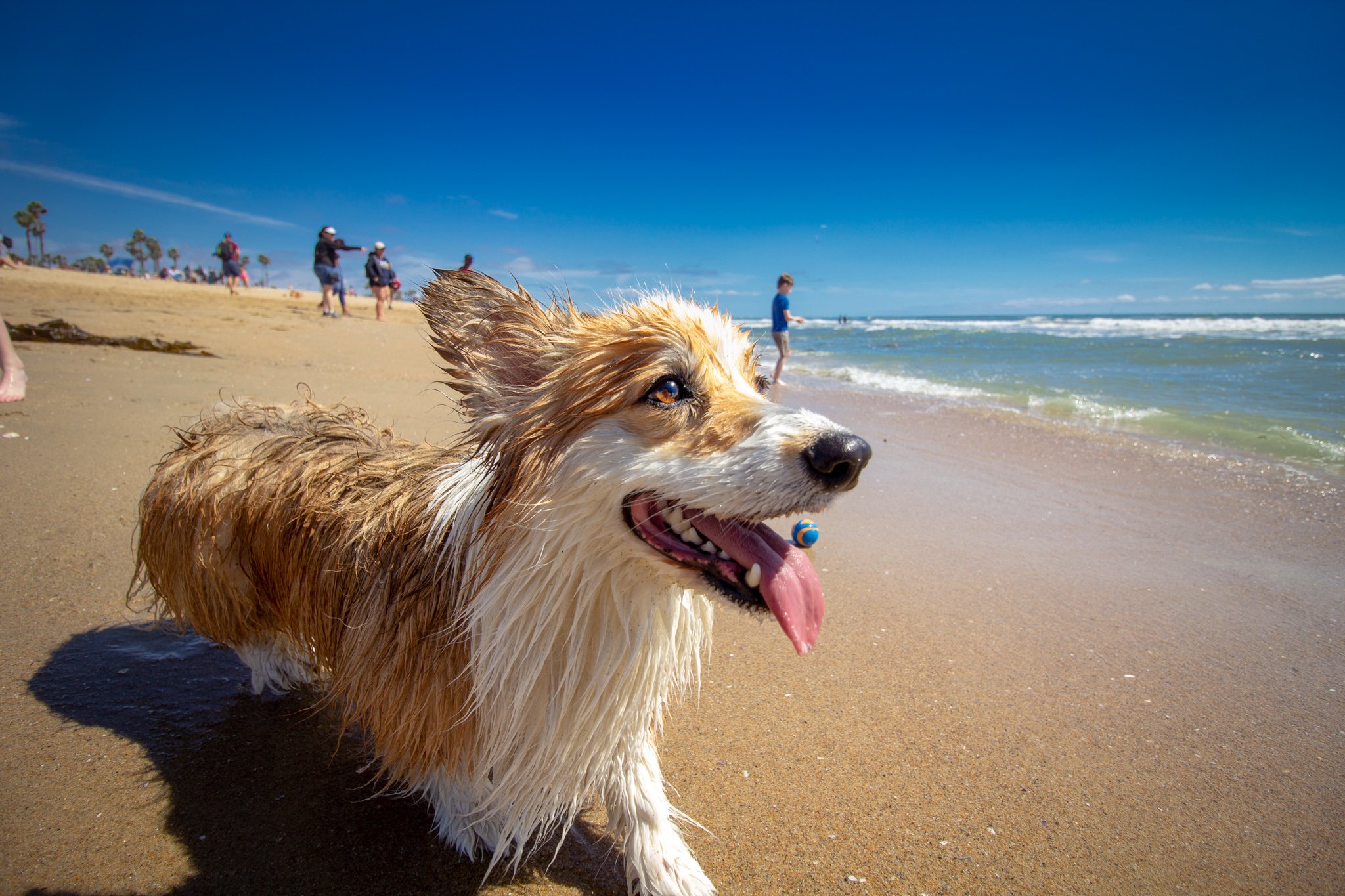 Orange County Pet and Dog Photography - by Steamer Lee - Corgi Beach Day Spring 2019 - Southern Caliornia 58 (2).JPG