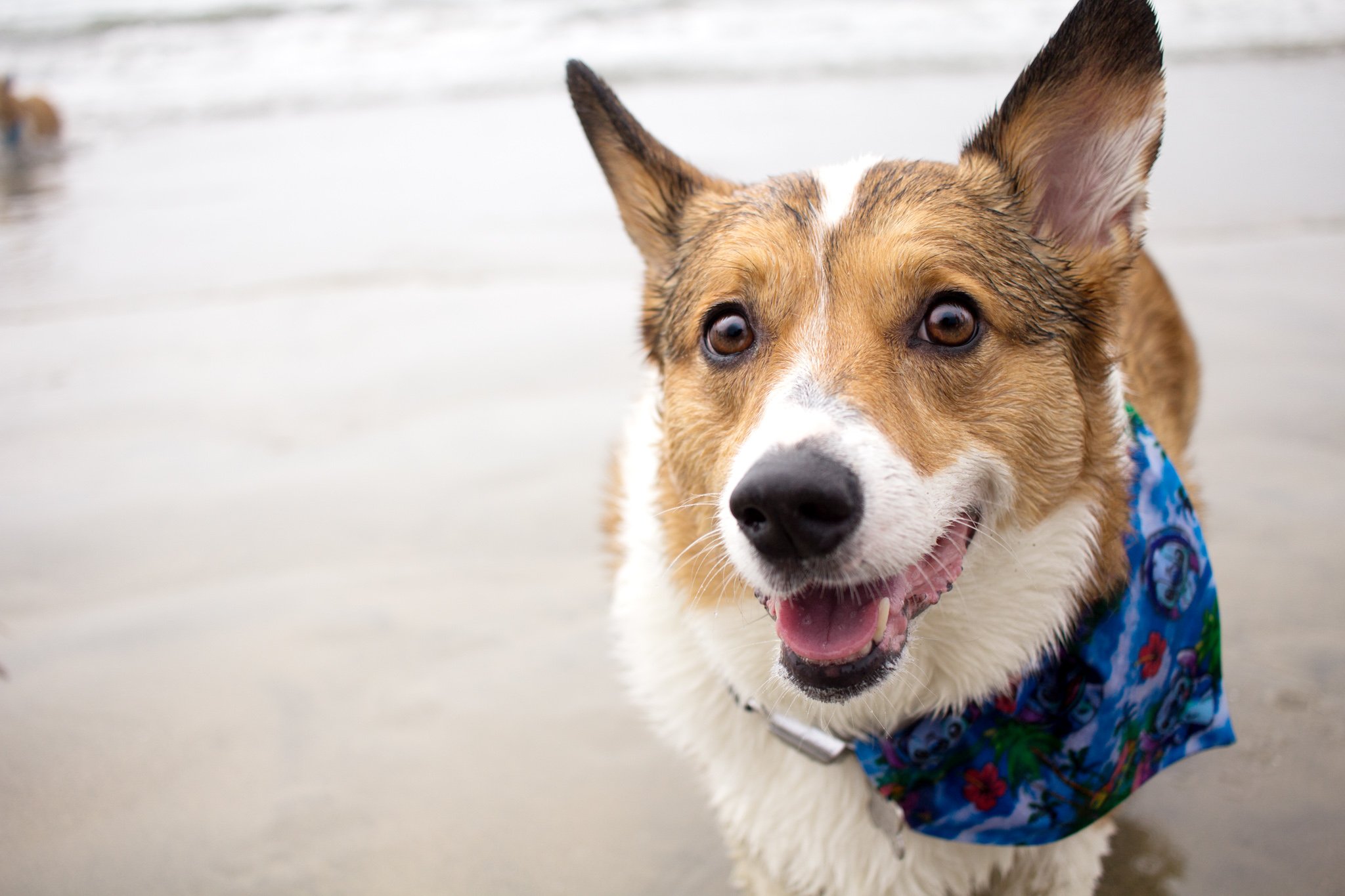 142-Orange County Pet and Dog Photography - by Steamer Lee - Corgi Beach Day - Southern Caliornia.JPG