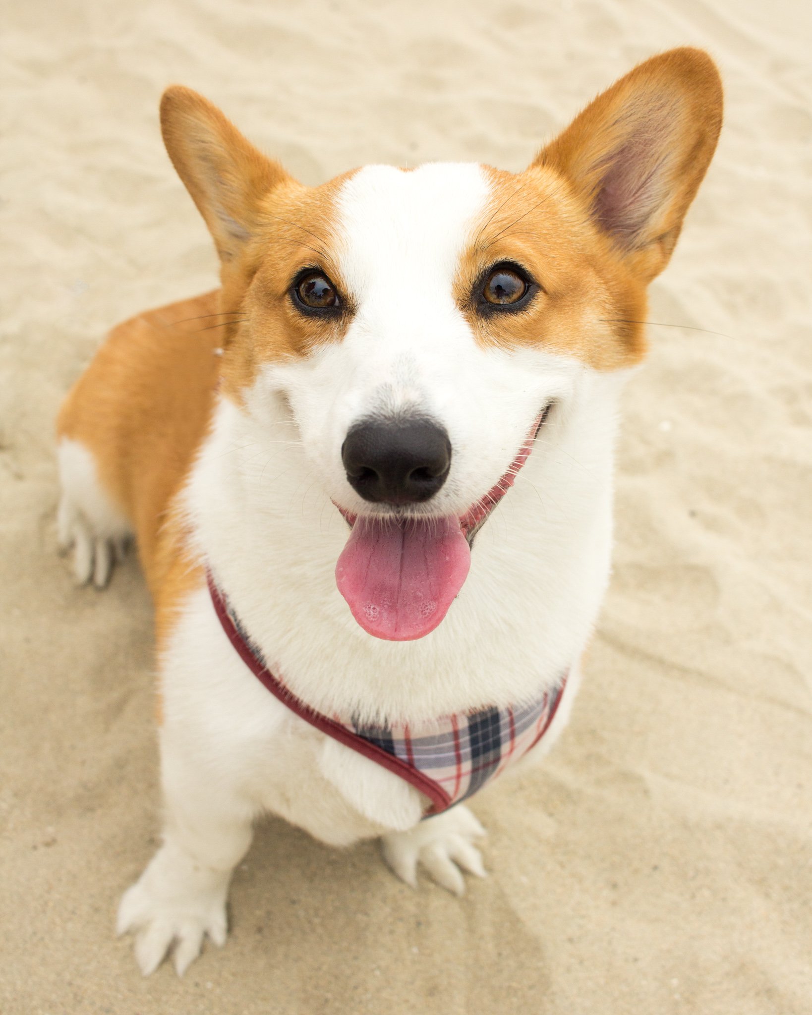 Orange County Pet and Dog Photography - by Steamer Lee - Corgi Beach Day - Southern Caliornia  02.JPG
