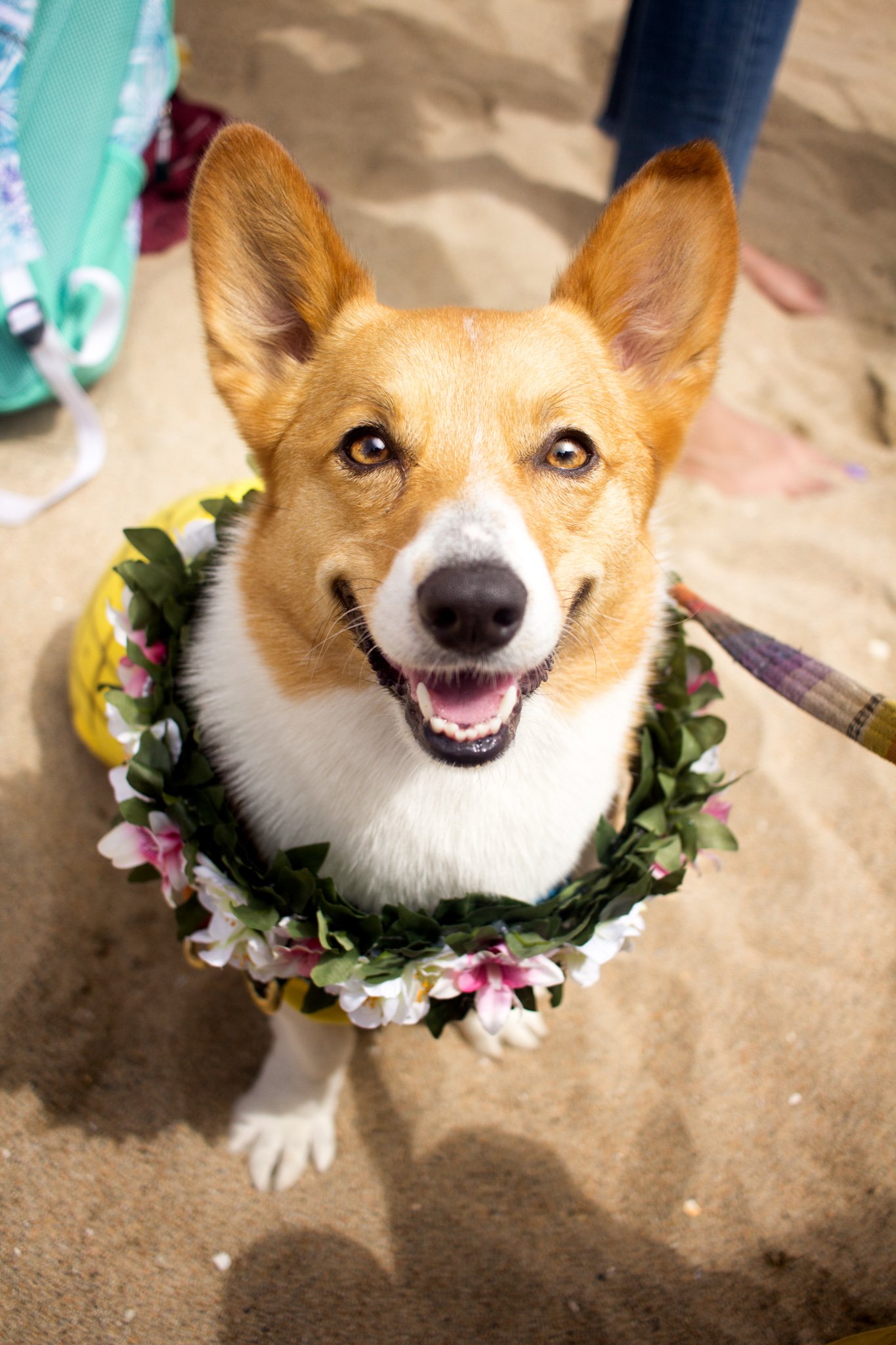 163-Orange County Pet and Dog Photography - by Steamer Lee - Corgi Beach Day - Southern Caliornia.JPG