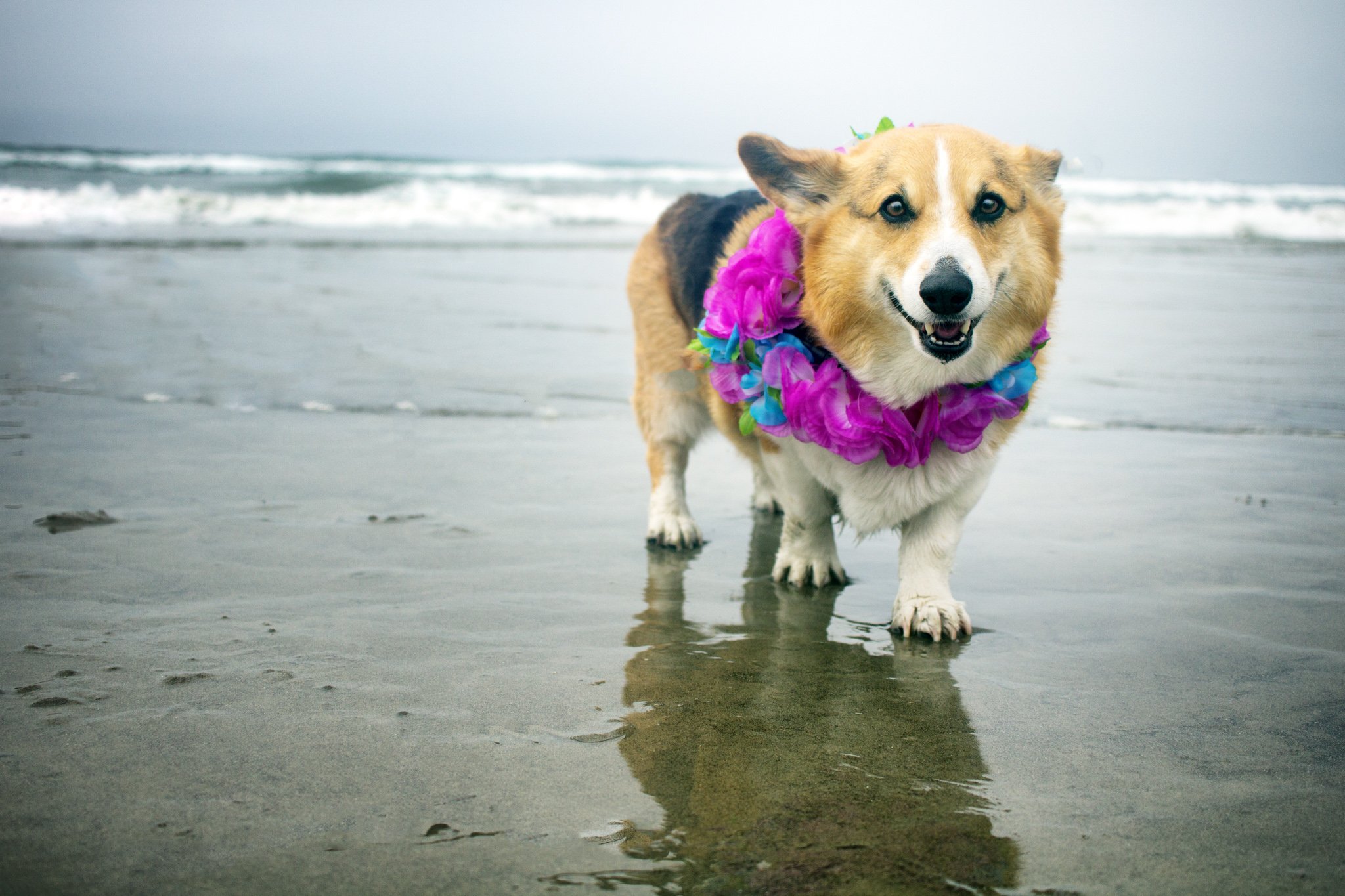 97-Orange County Pet and Dog Photography - by Steamer Lee - Corgi Beach Day - Southern Caliornia.JPG