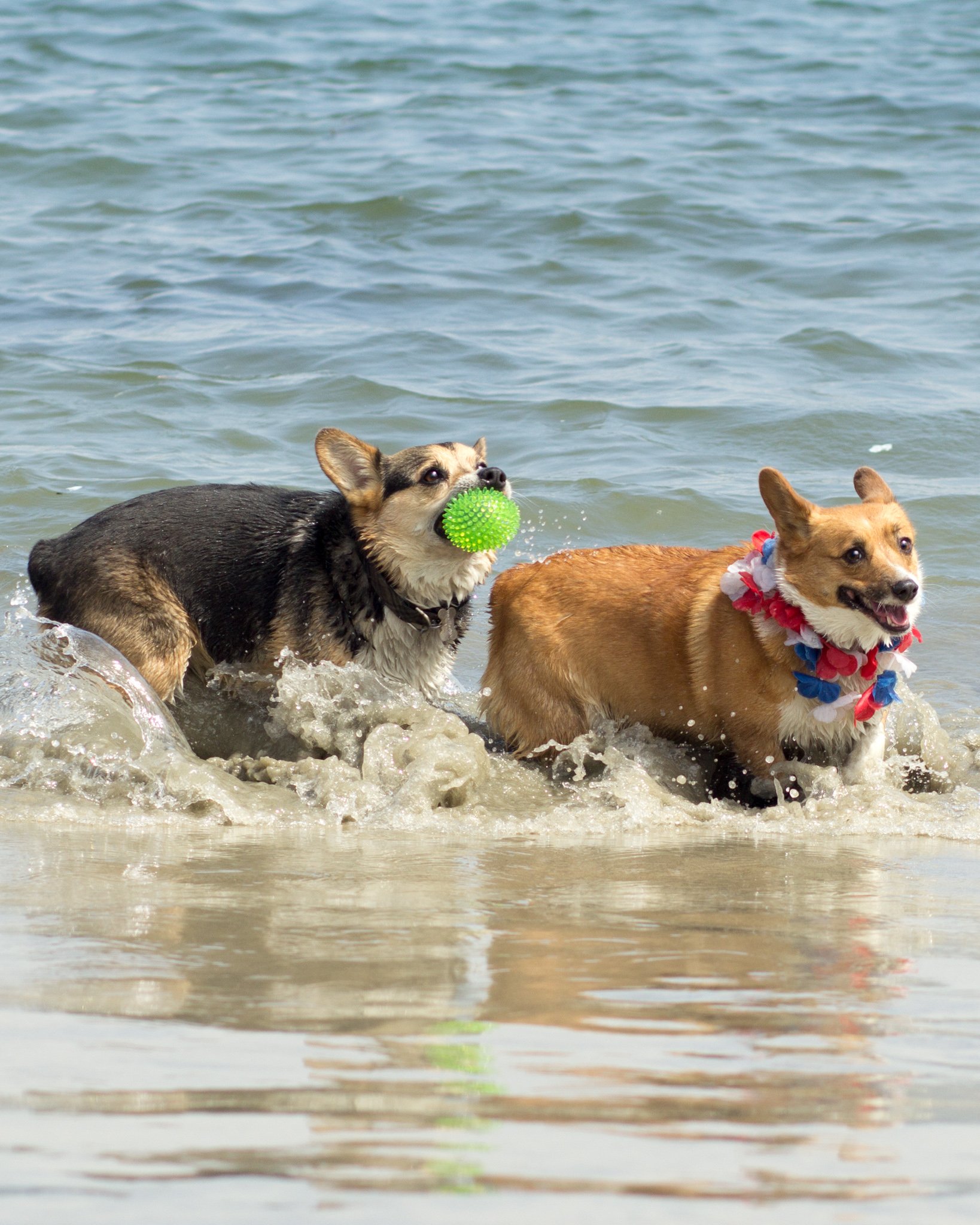 Orange County Pet and Dog Photography - by Steamer Lee - Corgi Beach Day - Southern Caliornia  23 (5).JPG