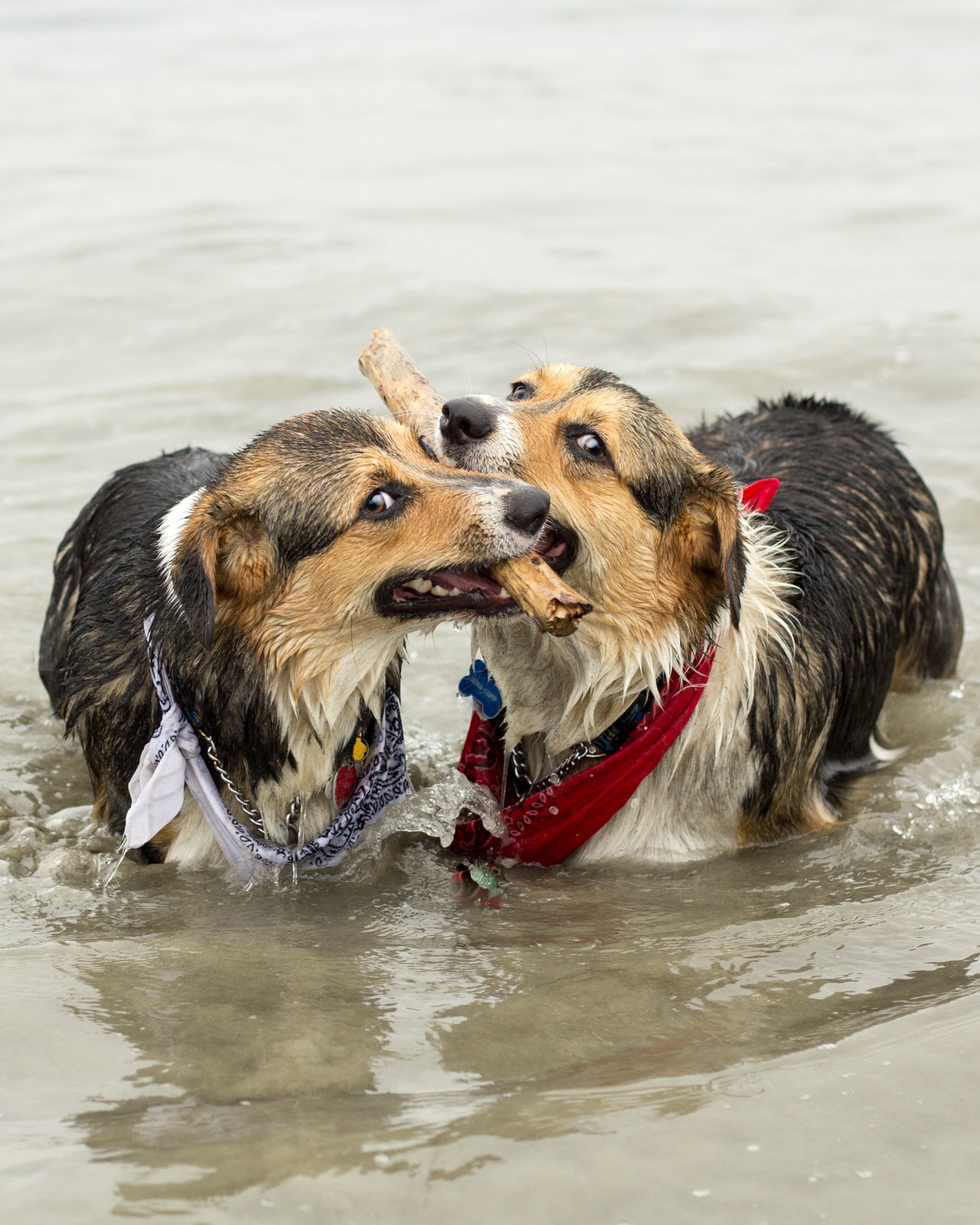 Orange County Pet and Dog Photography - by Steamer Lee - Corgi Beach Day - Southern Caliornia  07.JPG