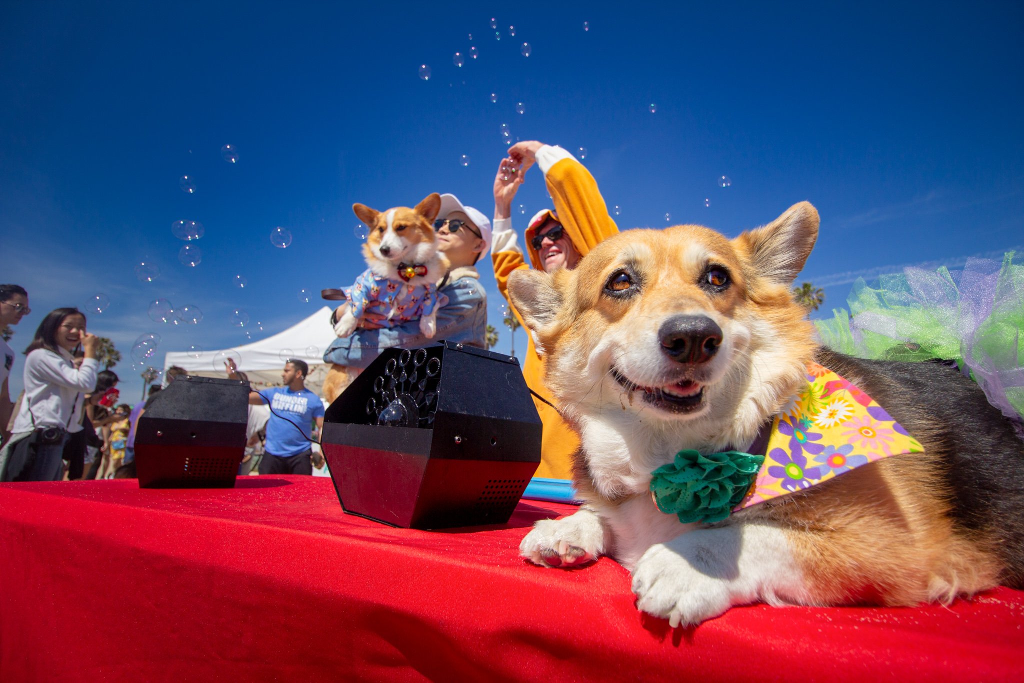 Orange County Pet and Dog Photography - by Steamer Lee - Corgi Beach Day Spring 2019 - Southern Caliornia 51.JPG