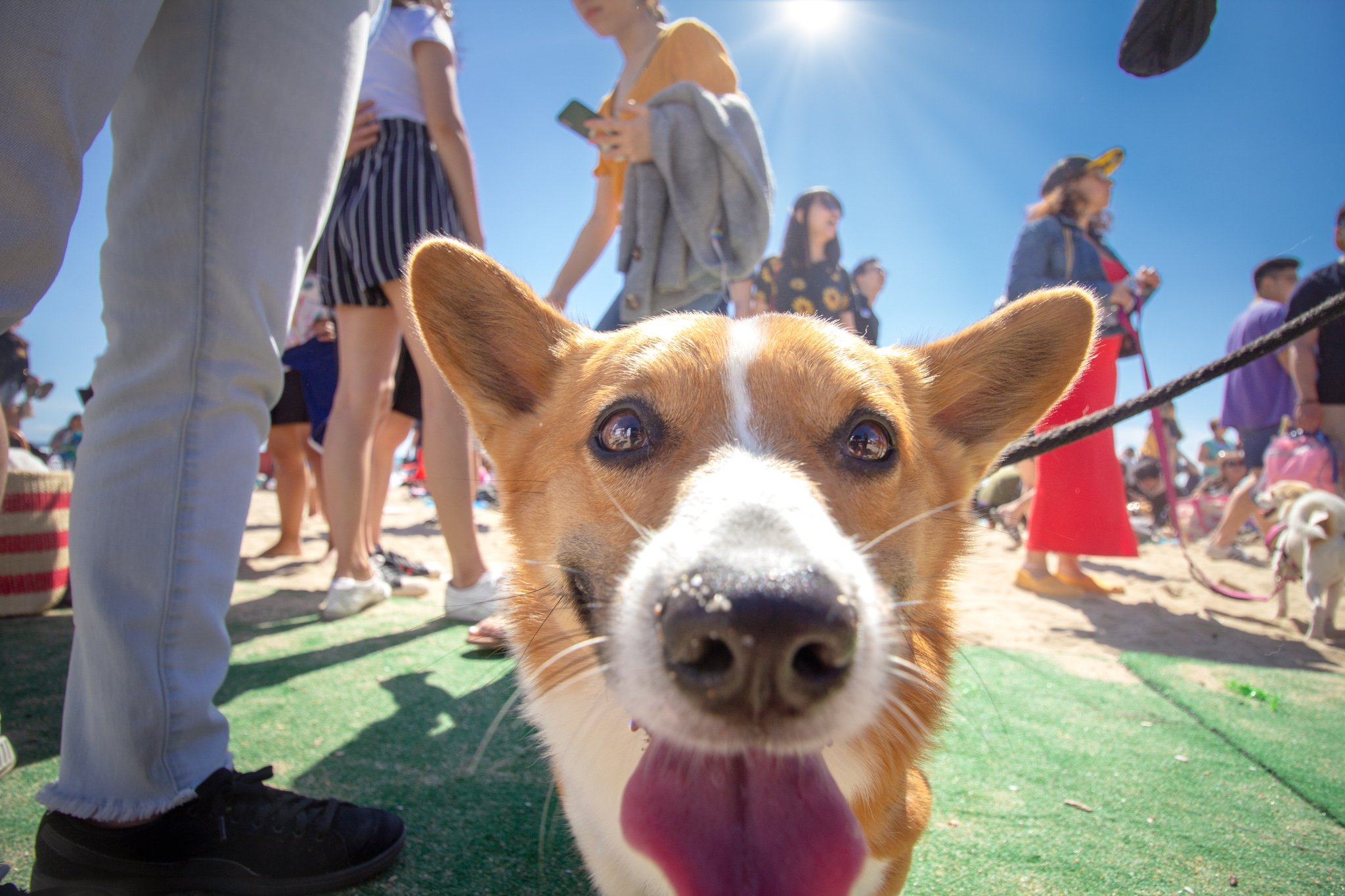 Orange County Pet and Dog Photography - by Steamer Lee - Corgi Beach Day Spring 2019 - Southern Caliornia 50.JPG