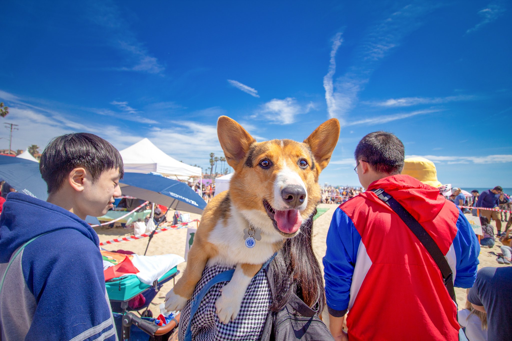 Orange County Pet and Dog Photography - by Steamer Lee - Corgi Beach Day Spring 2019 - Southern Caliornia 27.JPG