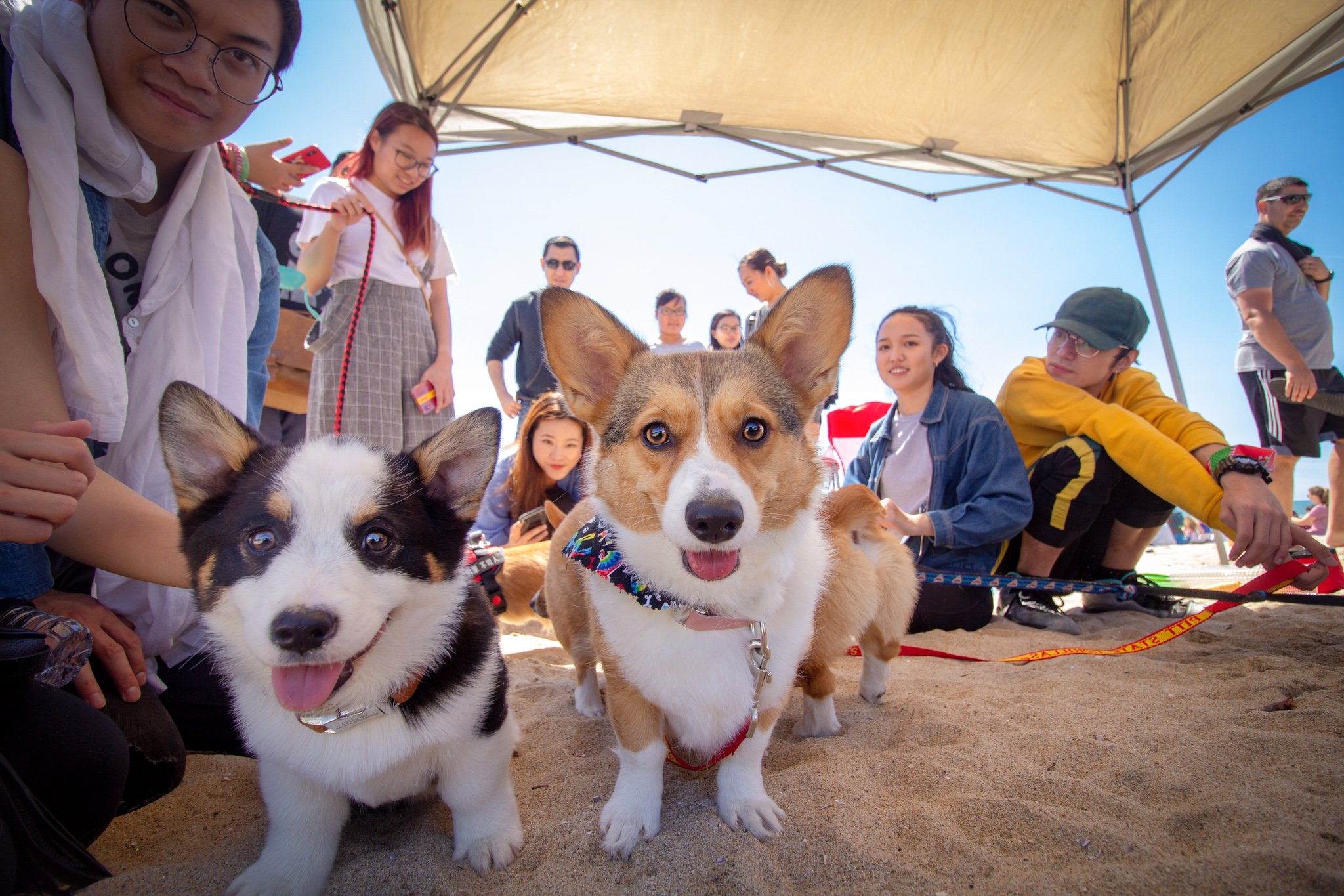 Orange County Pet and Dog Photography - by Steamer Lee - Corgi Beach Day Spring 2019 - Southern Caliornia 26.JPG