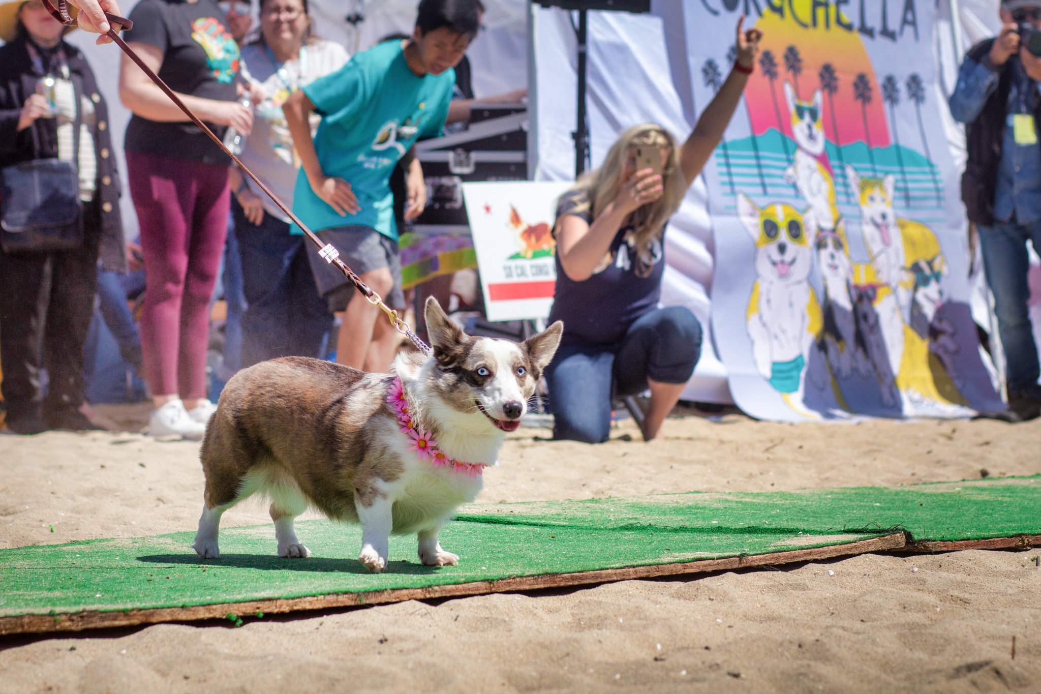 Orange County Pet and Dog Photography - by Steamer Lee - Corgi Beach Day Spring 2019 - Southern Caliornia 20.JPG