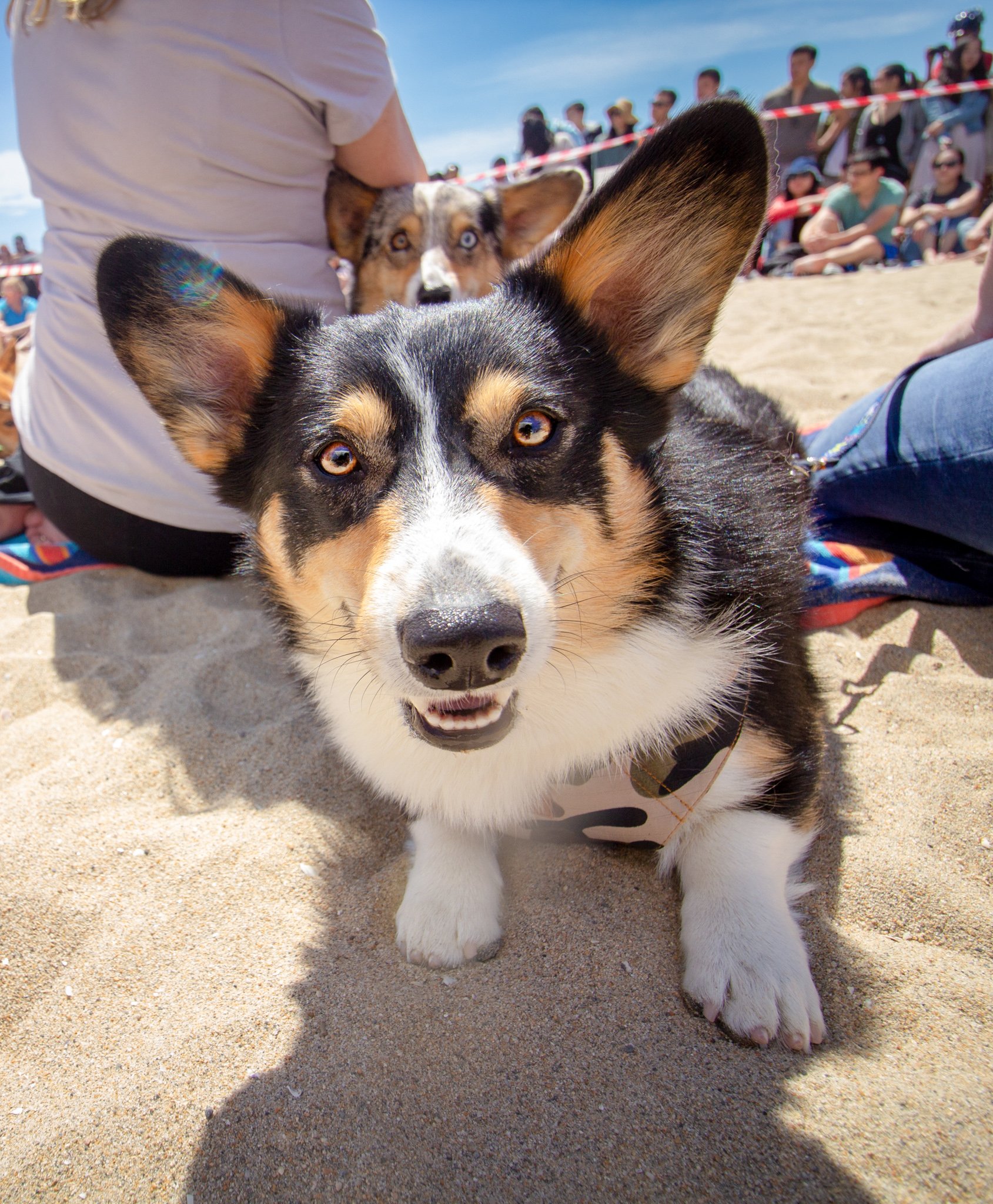 Orange County Pet and Dog Photography - by Steamer Lee - Corgi Beach Day Spring 2019 - Southern Caliornia 09 (1).JPG