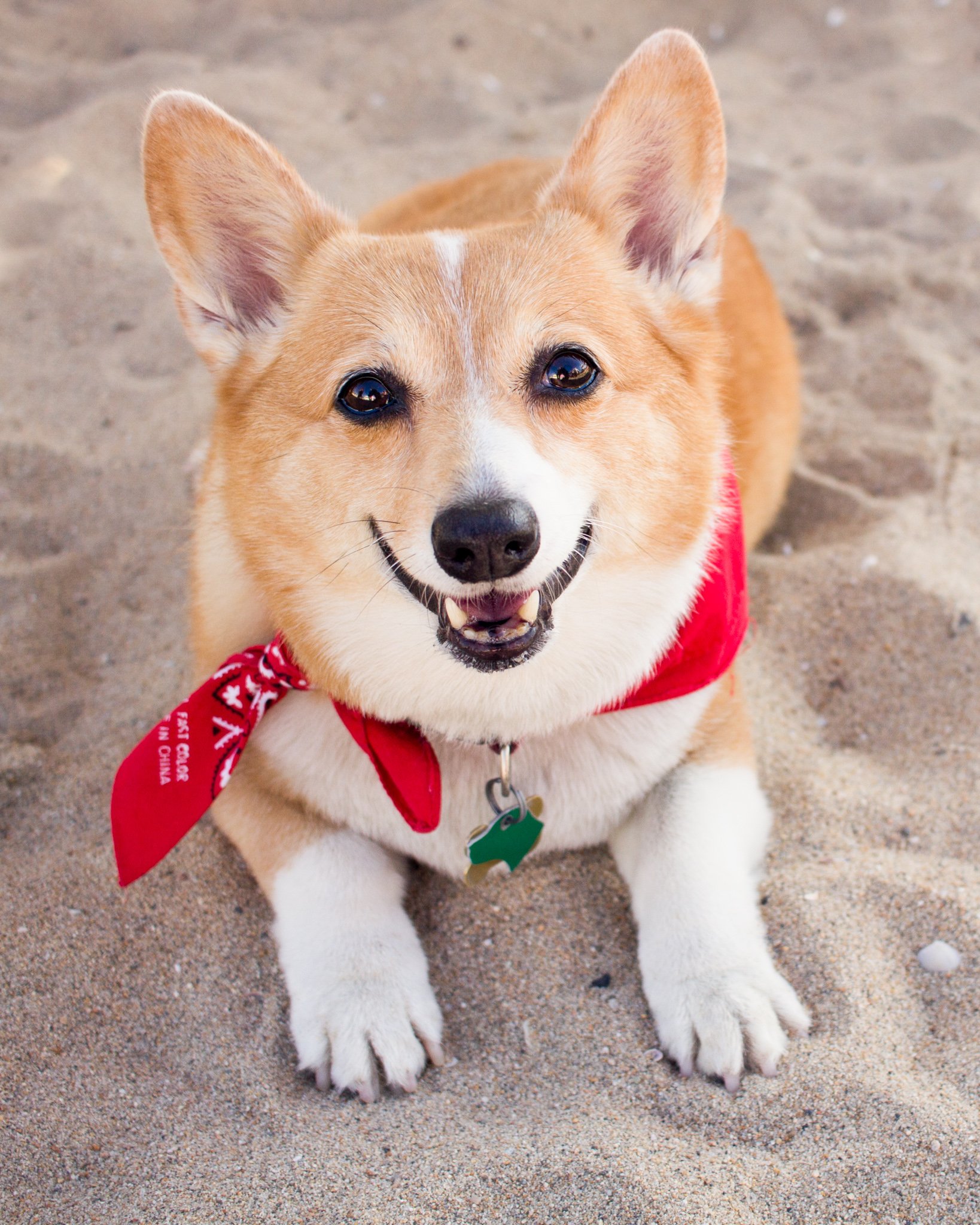 Orange County Pet and Dog Photography - by Steamer Lee - Corgi Beach Day - Southern Caliornia  69.jpg