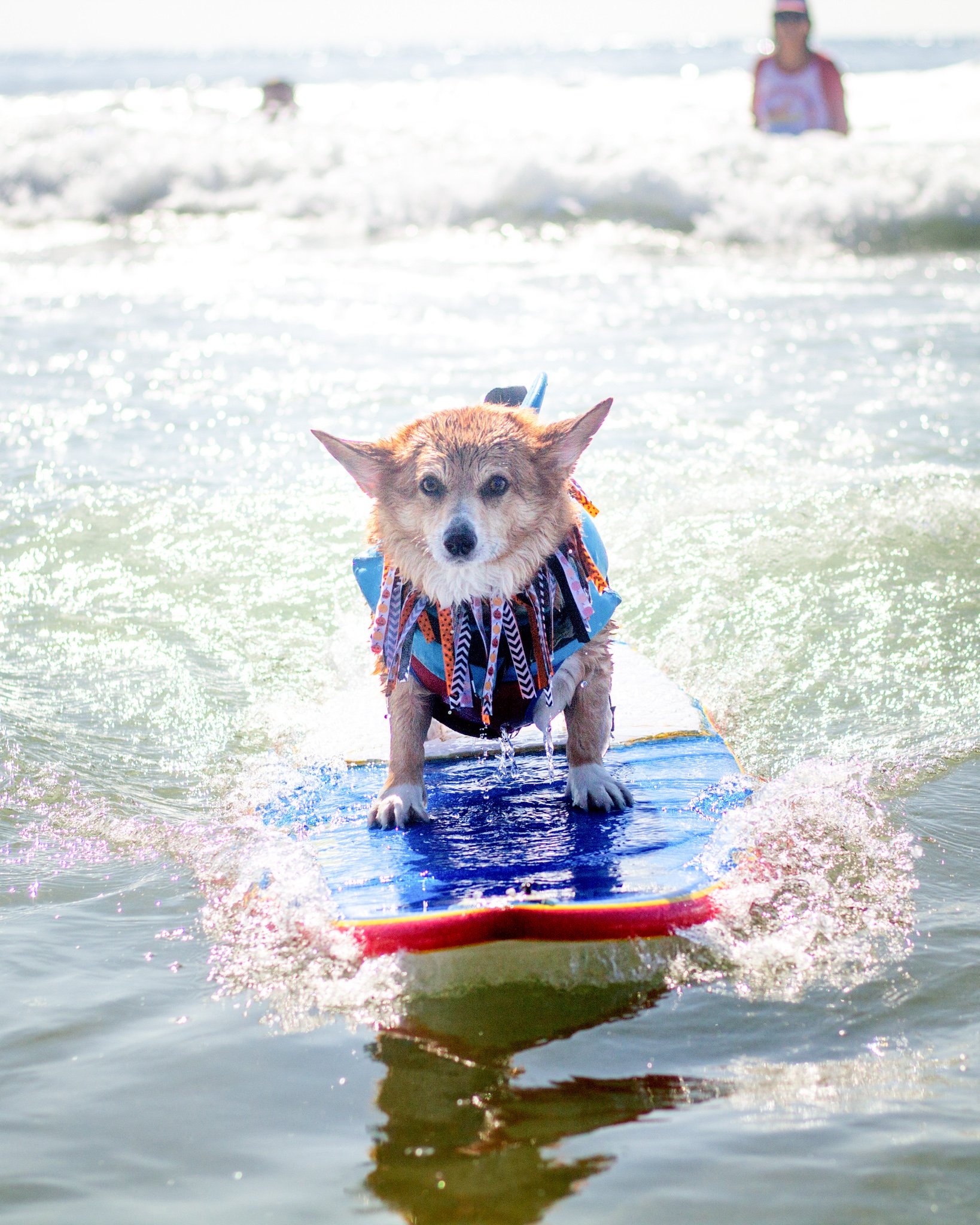 Orange County Pet and Dog Photography - by Steamer Lee - Corgi Beach Day - Southern Caliornia  65.jpg