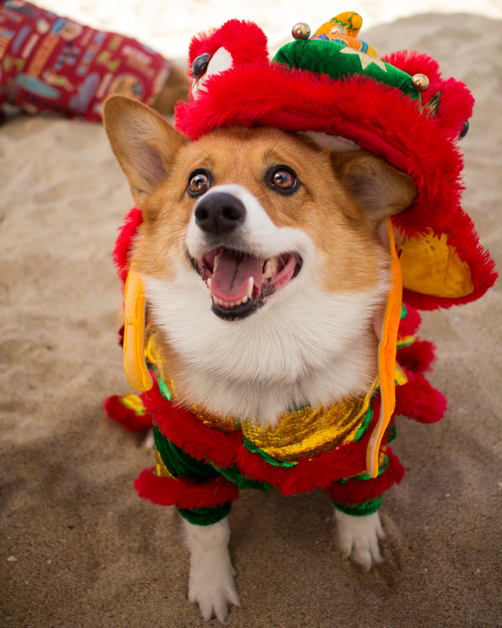 Orange County Pet and Dog Photography - by Steamer Lee - Corgi Beach Day - Southern Caliornia  55.jpg