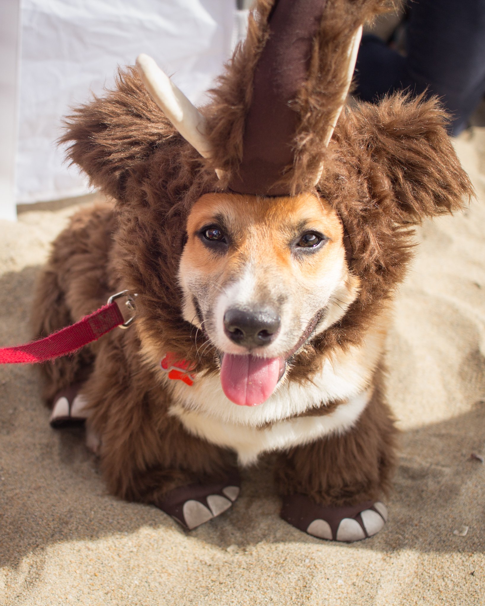 Orange County Pet and Dog Photography - by Steamer Lee - Corgi Beach Day - Southern Caliornia  53.jpg