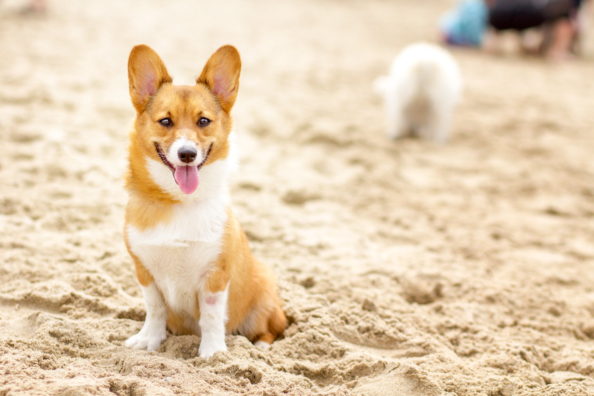 93-Orange County Pet and Dog Photography - by Steamer Lee - Corgi Beach Day - Southern Caliornia.JPG