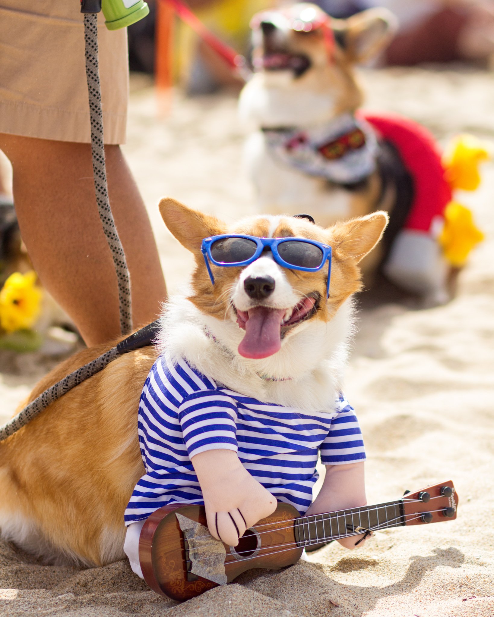 Orange County Pet and Dog Photography - by Steamer Lee - Corgi Beach Day - Southern Caliornia  52.jpg