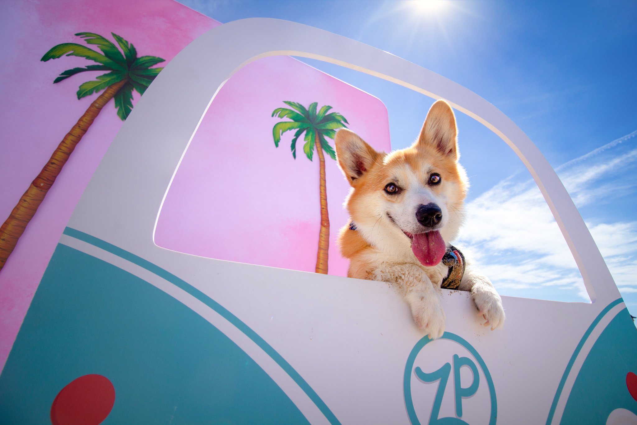 Orange County Pet and Dog Photography - by Steamer Lee - Corgi Beach Day Spring 2019 - Southern Caliornia 04.JPG