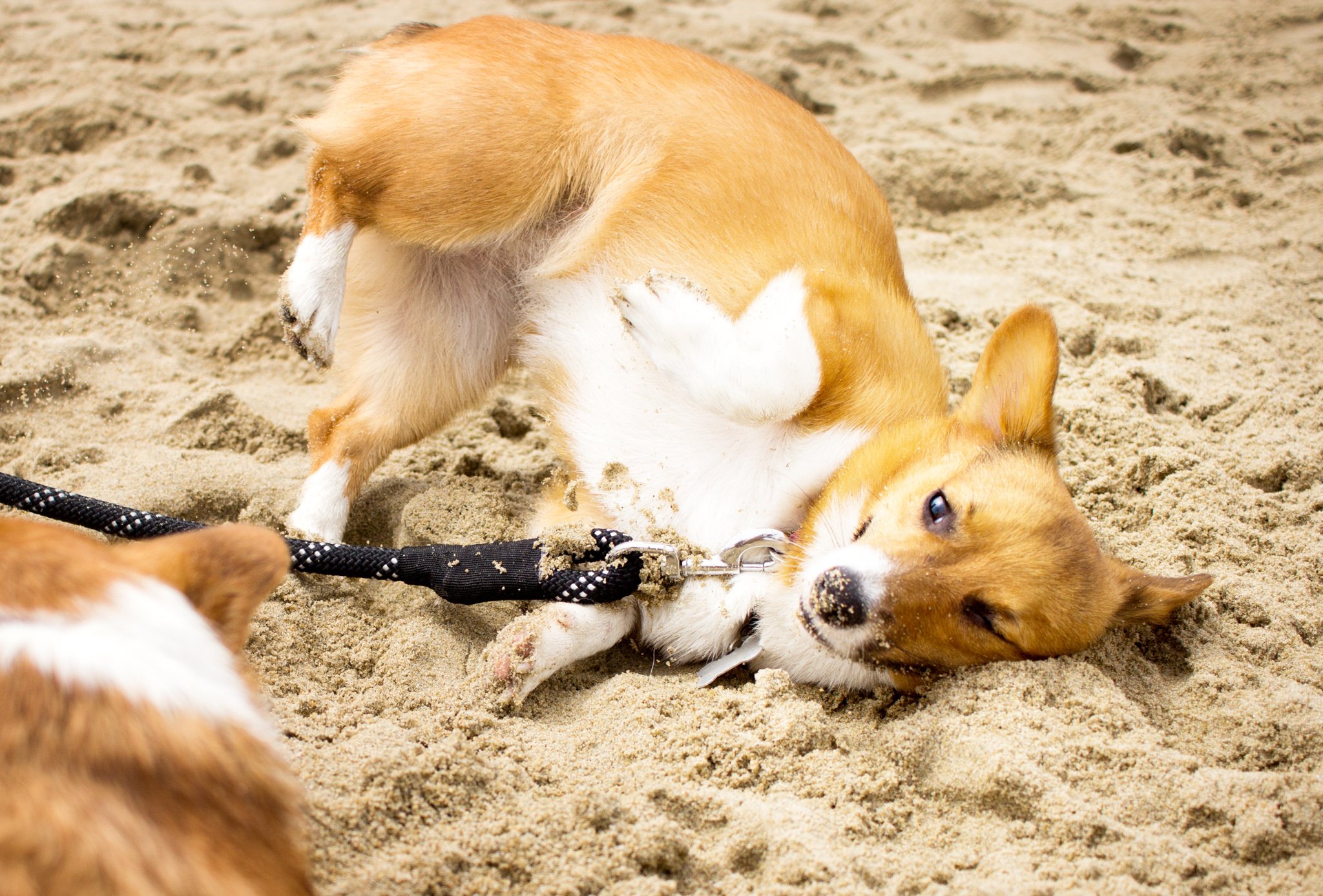 95-Orange County Pet and Dog Photography - by Steamer Lee - Corgi Beach Day - Southern Caliornia.JPG