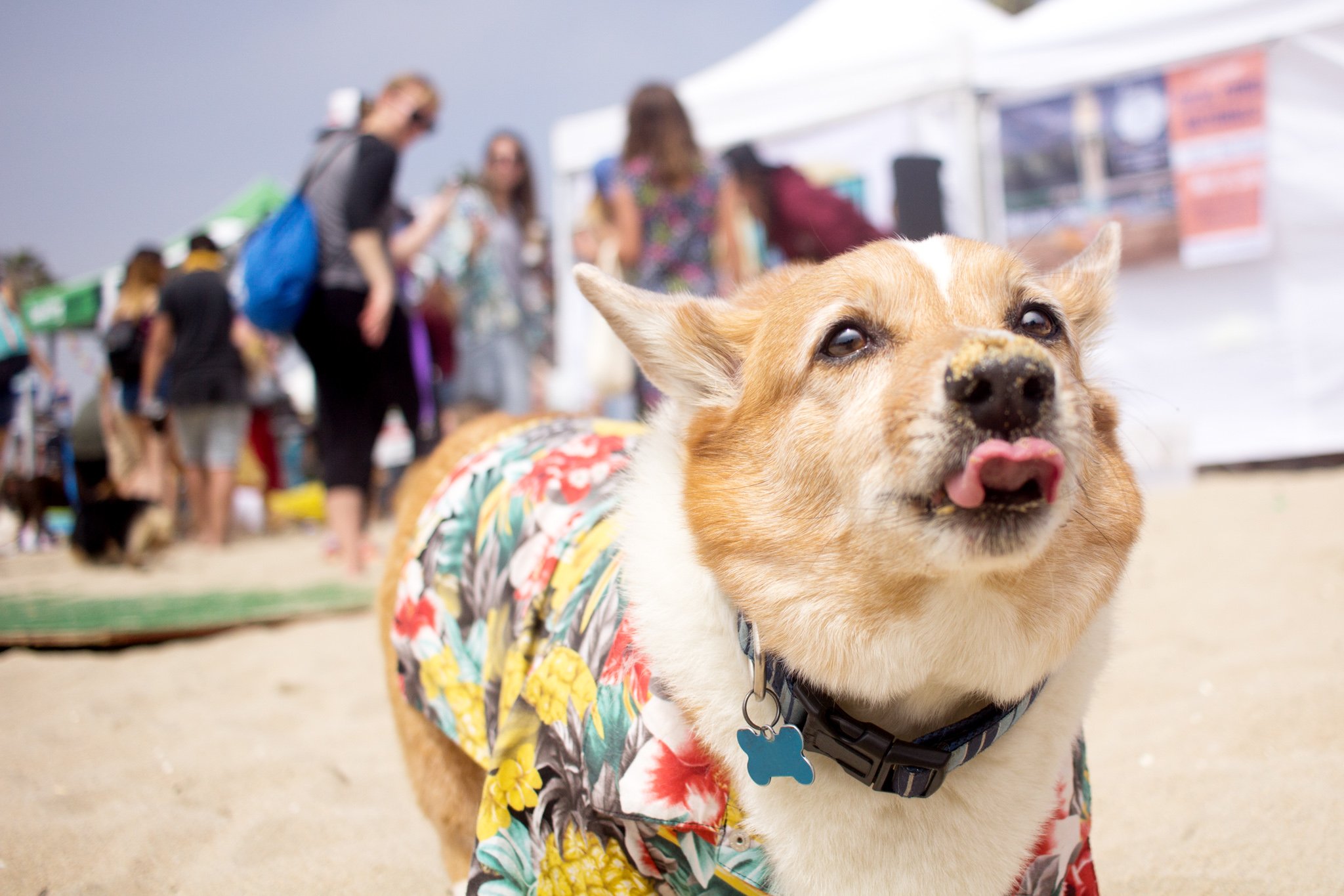 157-Orange County Pet and Dog Photography - by Steamer Lee - Corgi Beach Day - Southern Caliornia.JPG