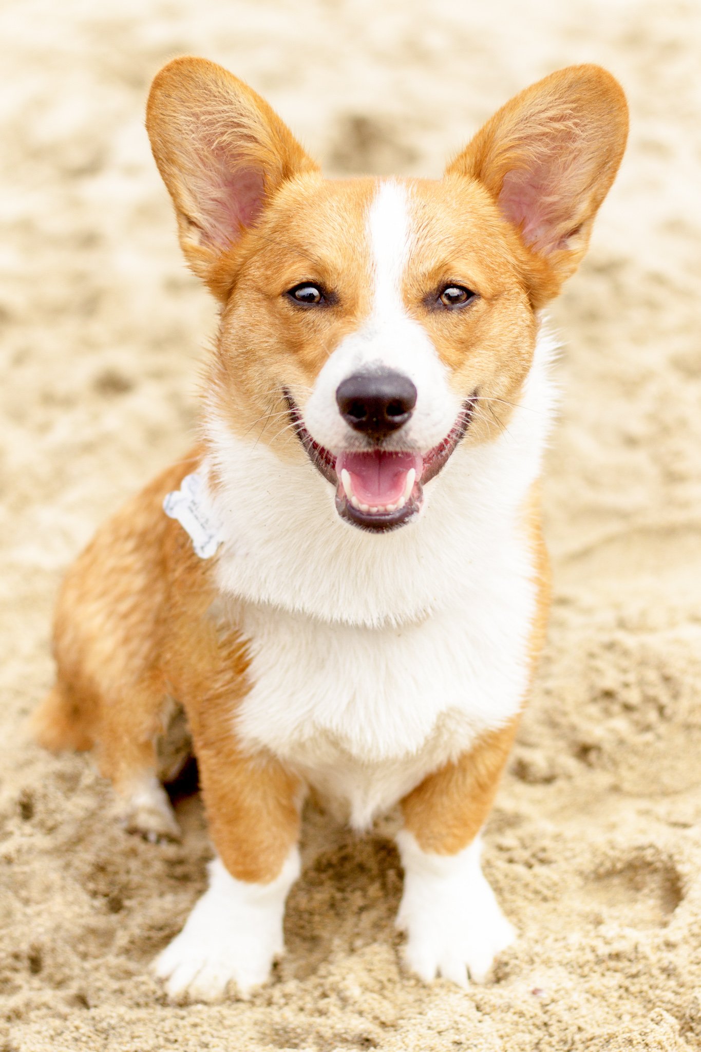 92-Orange County Pet and Dog Photography - by Steamer Lee - Corgi Beach Day - Southern Caliornia.JPG