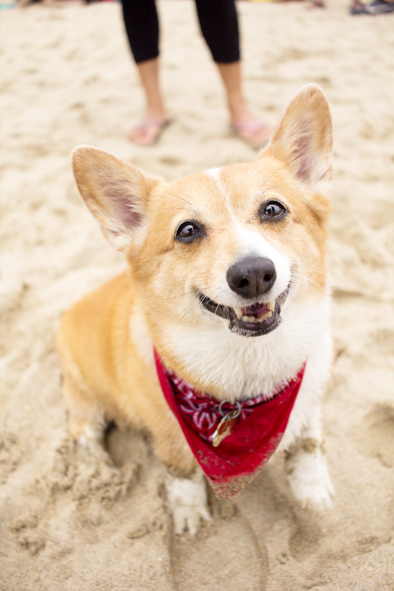 134-Orange County Pet and Dog Photography - by Steamer Lee - Corgi Beach Day - Southern Caliornia.JPG