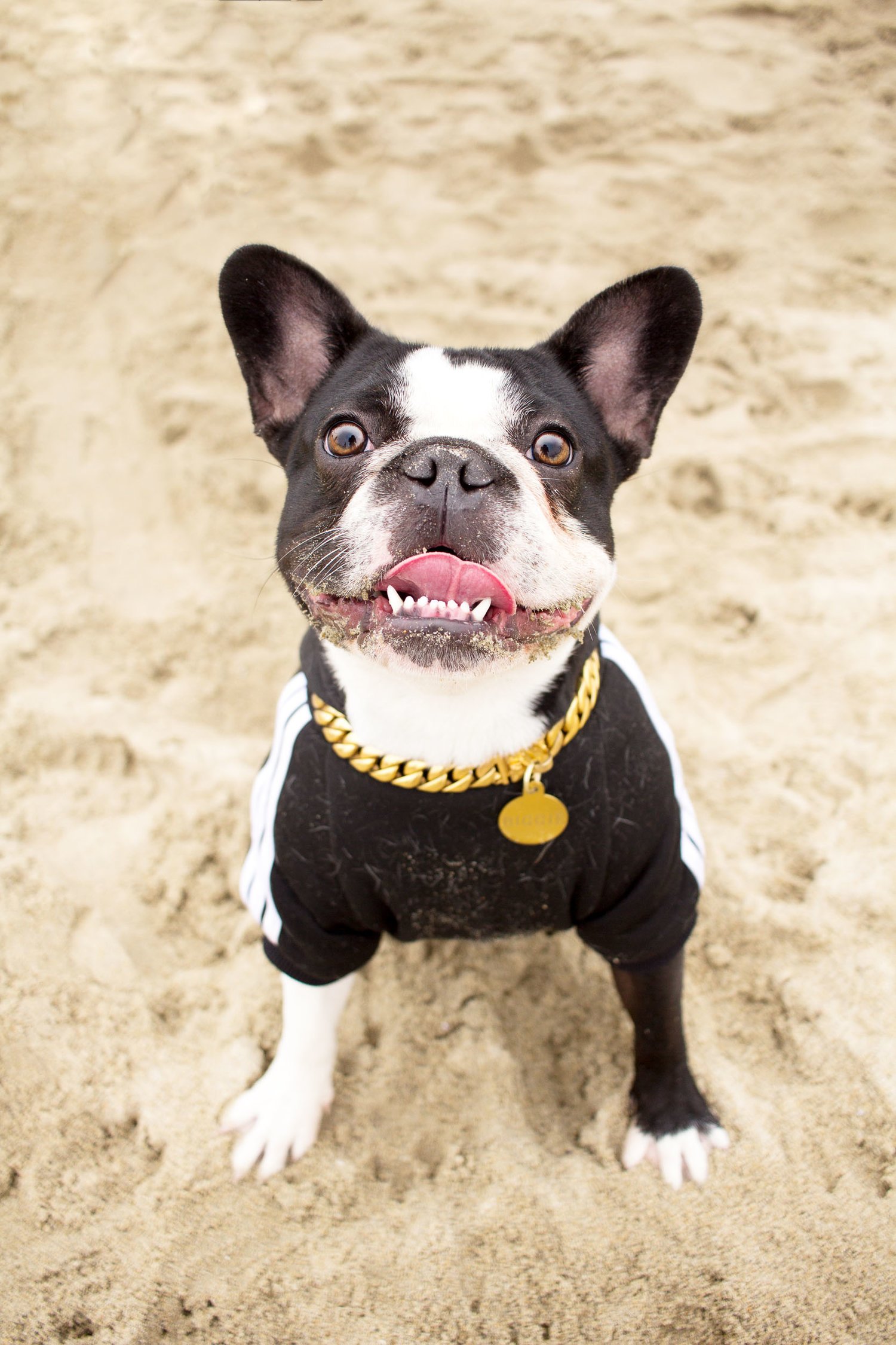 Orange-County-Dog-Photography-Pet-Huntington-Dog-Beach-SoCal-Corgi-Beach-Day_Steamer-Lee_100.JPG