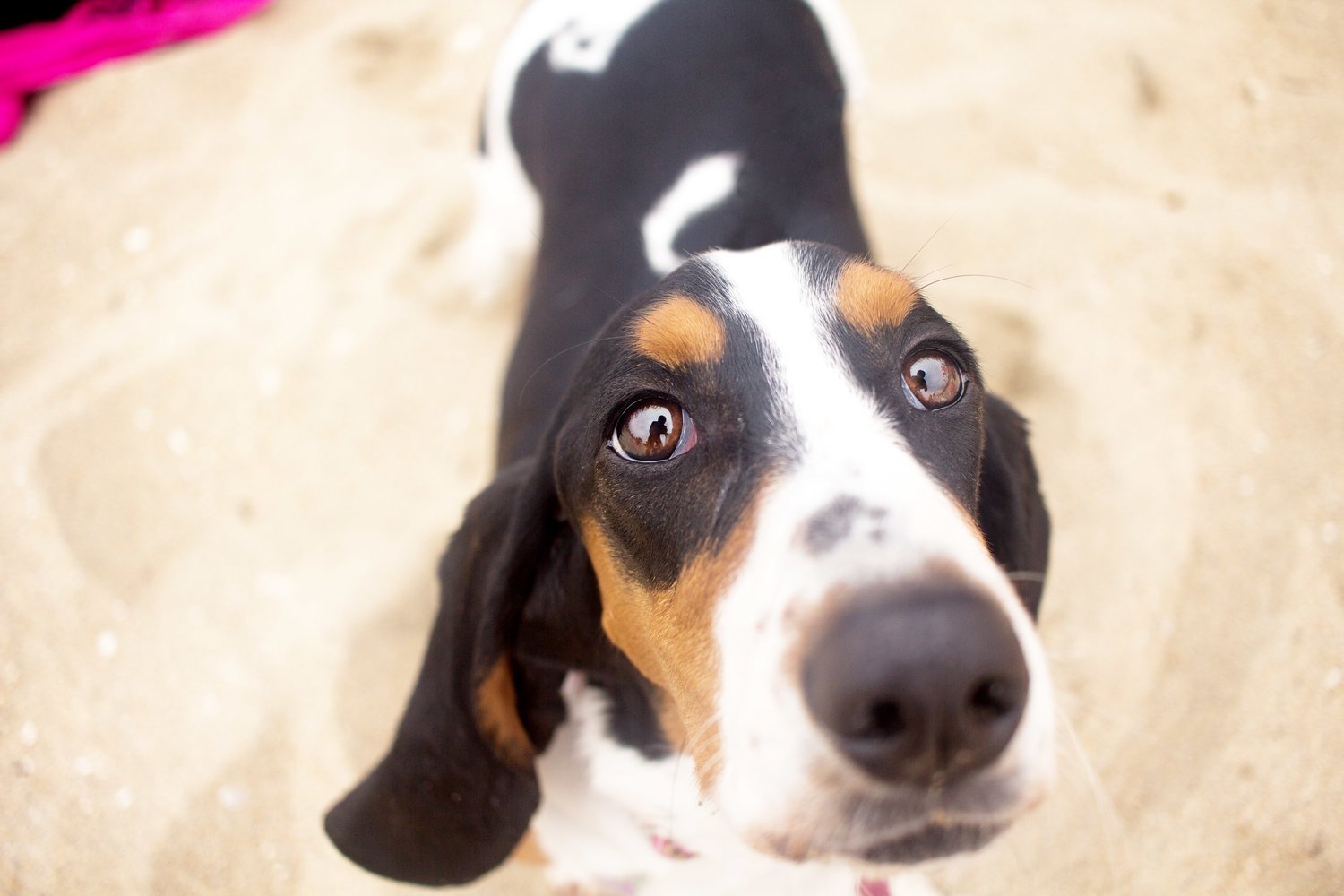 Orange-County-Dog-Photography-Pet-Huntington-Dog-Beach-SoCal-Corgi-Beach-Day_Steamer-Lee_095.JPG