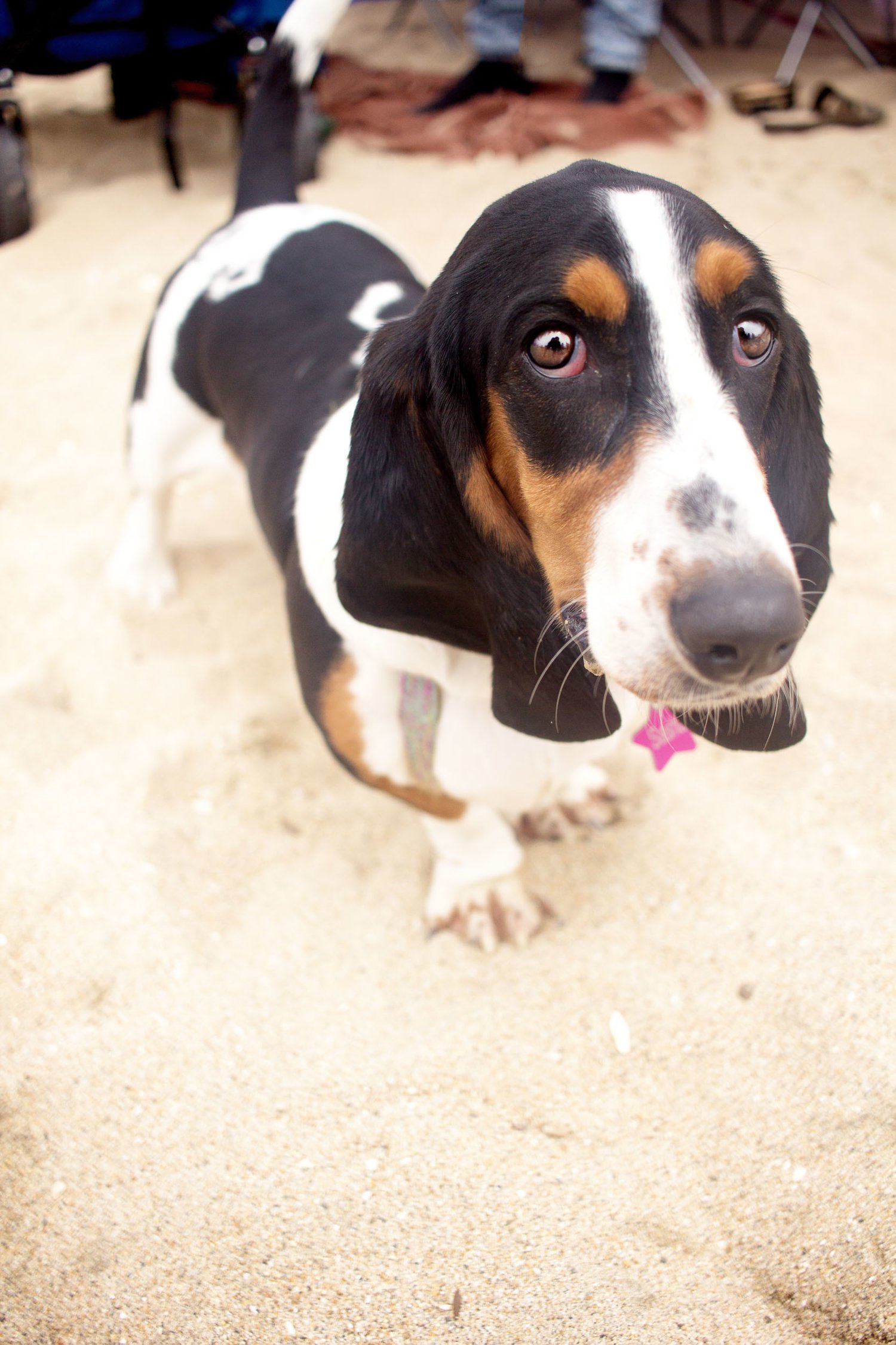 Orange-County-Dog-Photography-Pet-Huntington-Dog-Beach-SoCal-Corgi-Beach-Day_Steamer-Lee_097.JPG