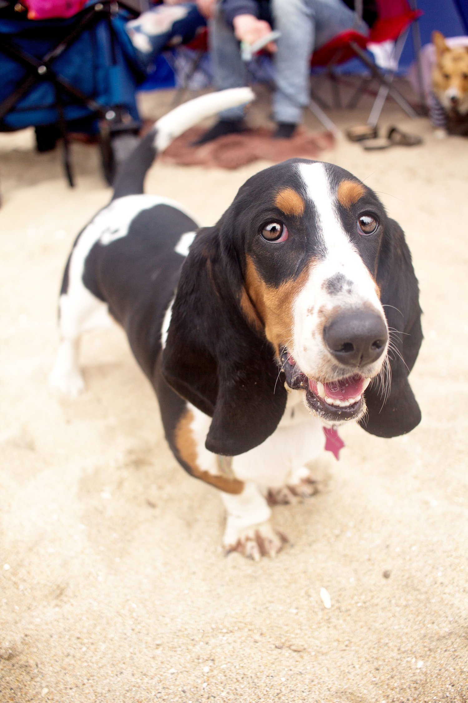 Orange-County-Dog-Photography-Pet-Huntington-Dog-Beach-SoCal-Corgi-Beach-Day_Steamer-Lee_098.JPG