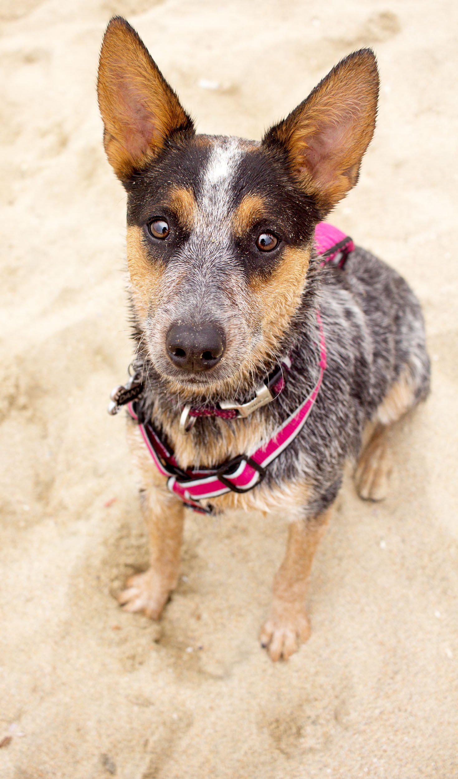 Orange-County-Dog-Photography-Pet-Huntington-Dog-Beach-SoCal-Corgi-Beach-Day_Steamer-Lee_075.JPG