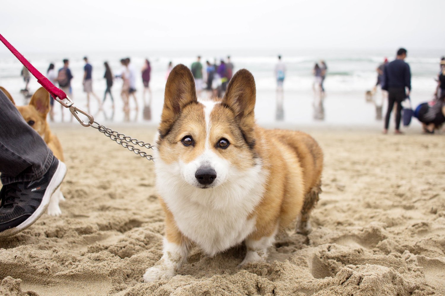 Orange-County-Dog-Photography-Pet-Huntington-Dog-Beach-SoCal-Corgi-Beach-Day_Steamer-Lee_067.JPG