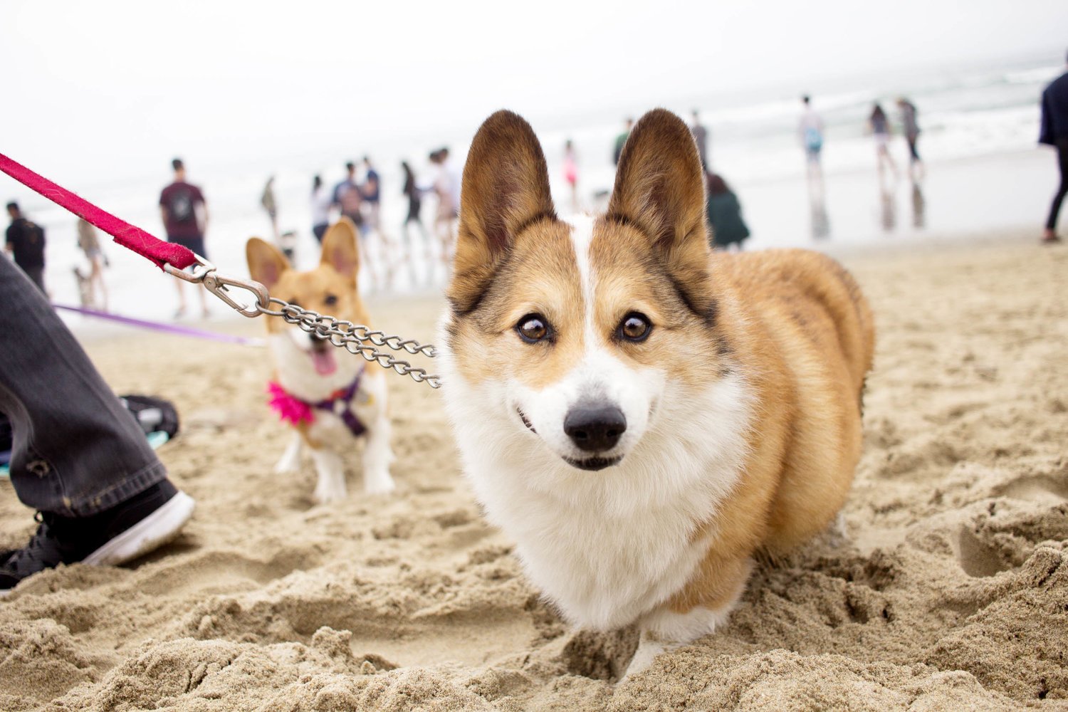 Orange-County-Dog-Photography-Pet-Huntington-Dog-Beach-SoCal-Corgi-Beach-Day_Steamer-Lee_068.JPG