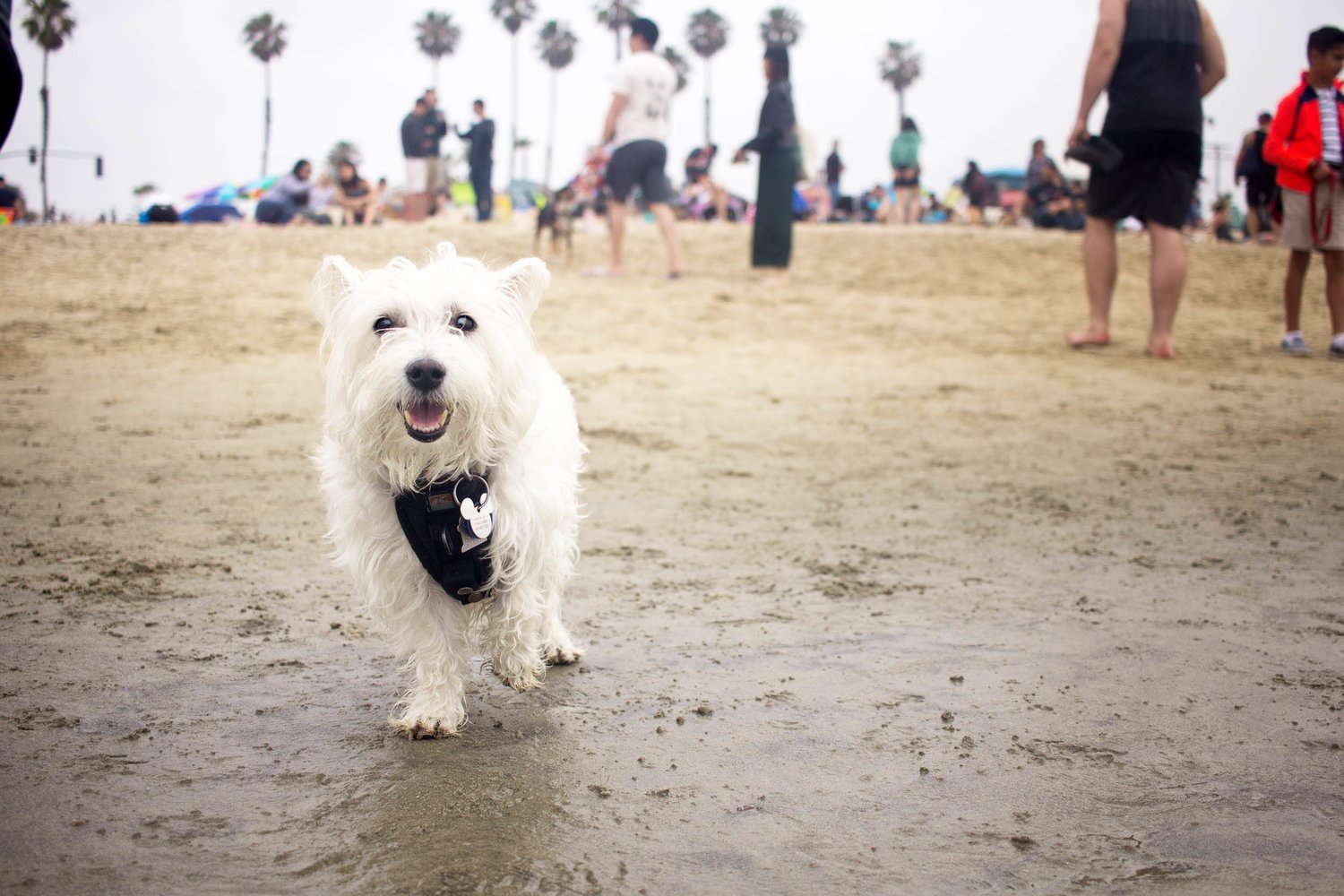Orange-County-Dog-Photography-Pet-Huntington-Dog-Beach-SoCal-Corgi-Beach-Day_Steamer-Lee_070.JPG