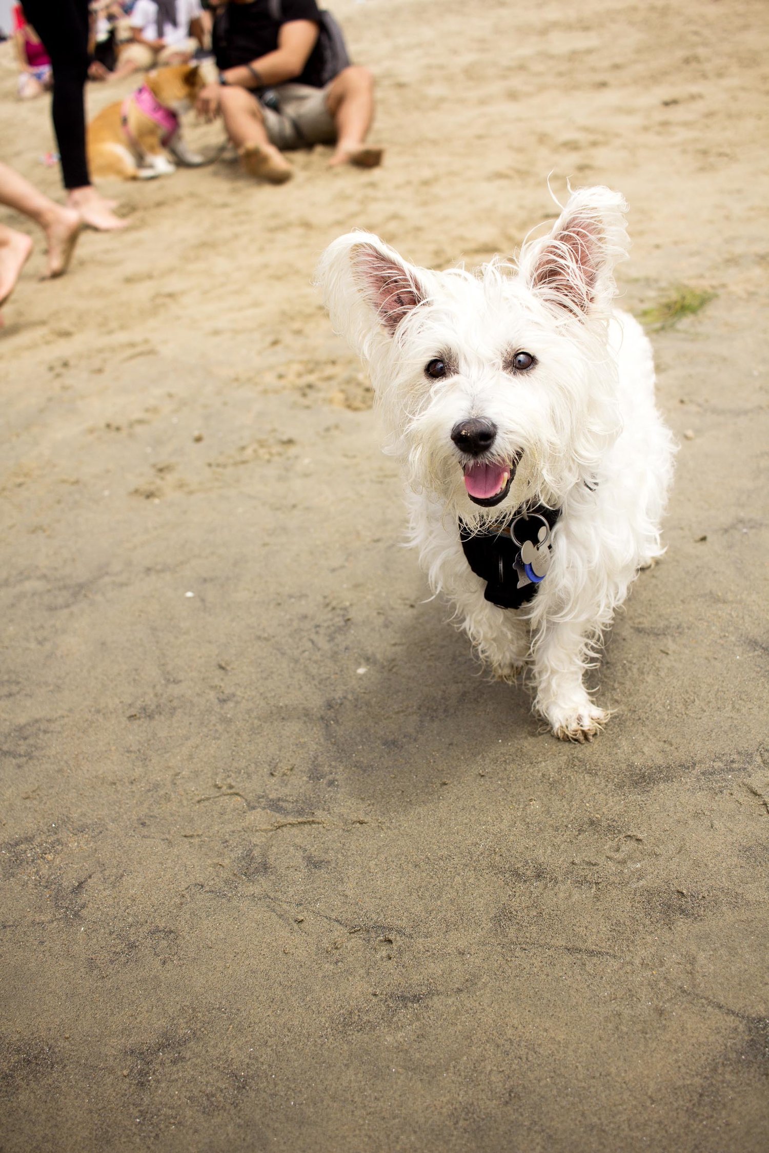 Orange-County-Dog-Photography-Pet-Huntington-Dog-Beach-SoCal-Corgi-Beach-Day_Steamer-Lee_071.JPG