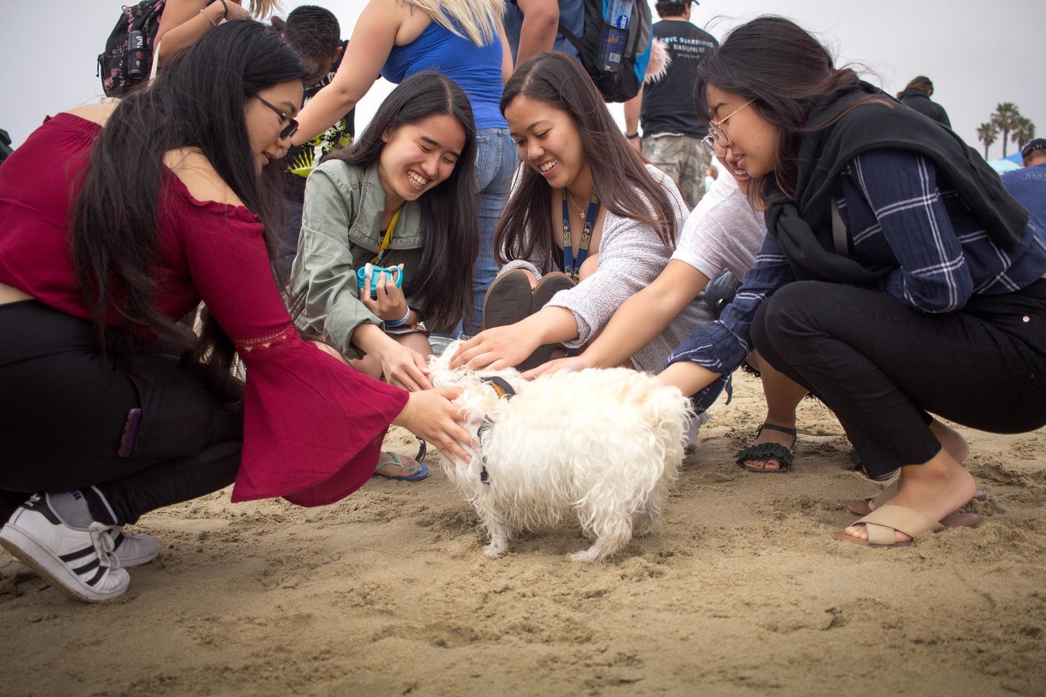 Orange-County-Dog-Photography-Pet-Huntington-Dog-Beach-SoCal-Corgi-Beach-Day_Steamer-Lee_072.JPG