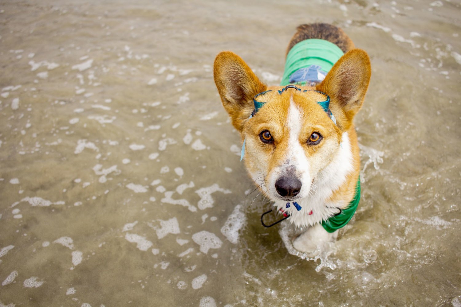 Orange-County-Dog-Photography-Pet-Huntington-Dog-Beach-SoCal-Corgi-Beach-Day_Steamer-Lee_065.JPG