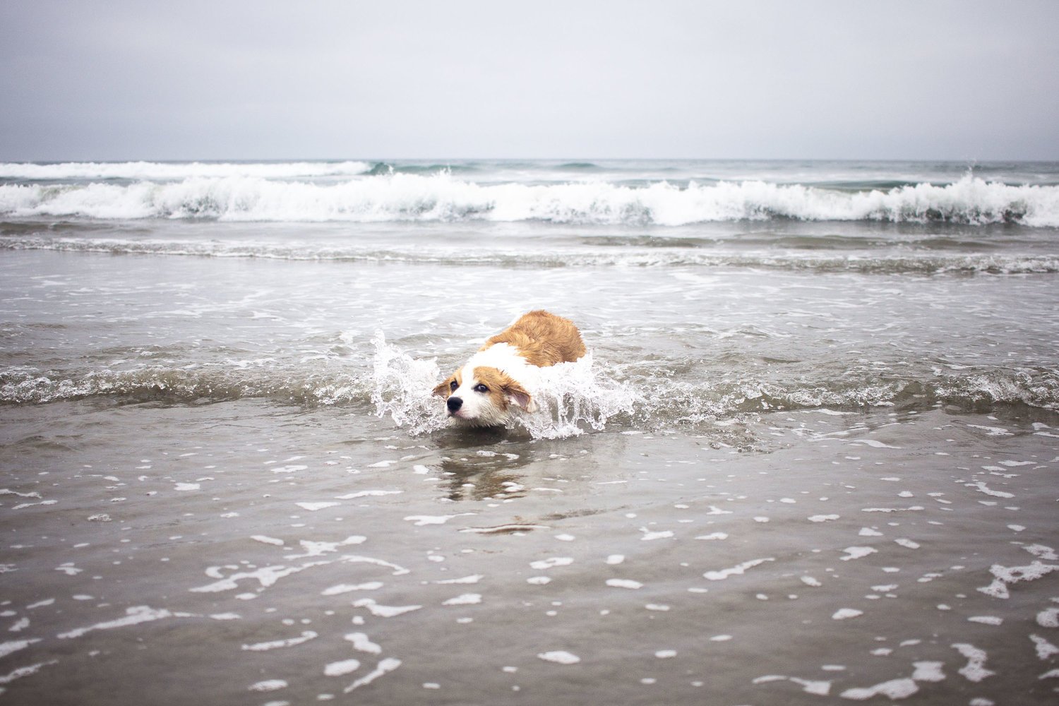 Orange-County-Dog-Photography-Pet-Huntington-Dog-Beach-SoCal-Corgi-Beach-Day_Steamer-Lee_056.JPG