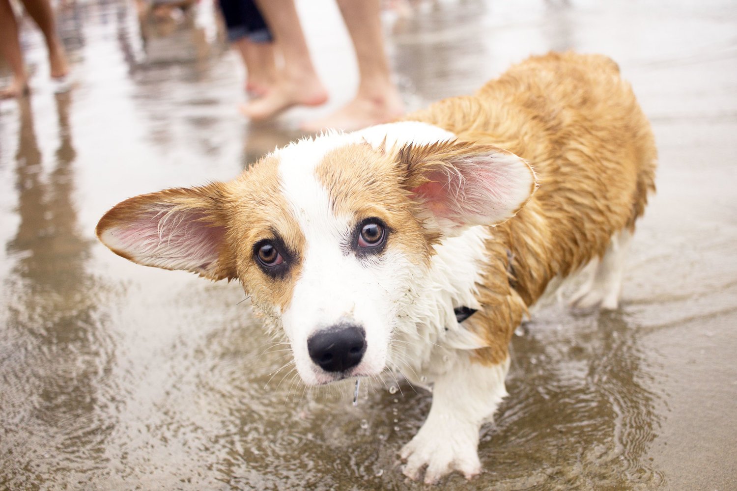 Orange-County-Dog-Photography-Pet-Huntington-Dog-Beach-SoCal-Corgi-Beach-Day_Steamer-Lee_057.JPG