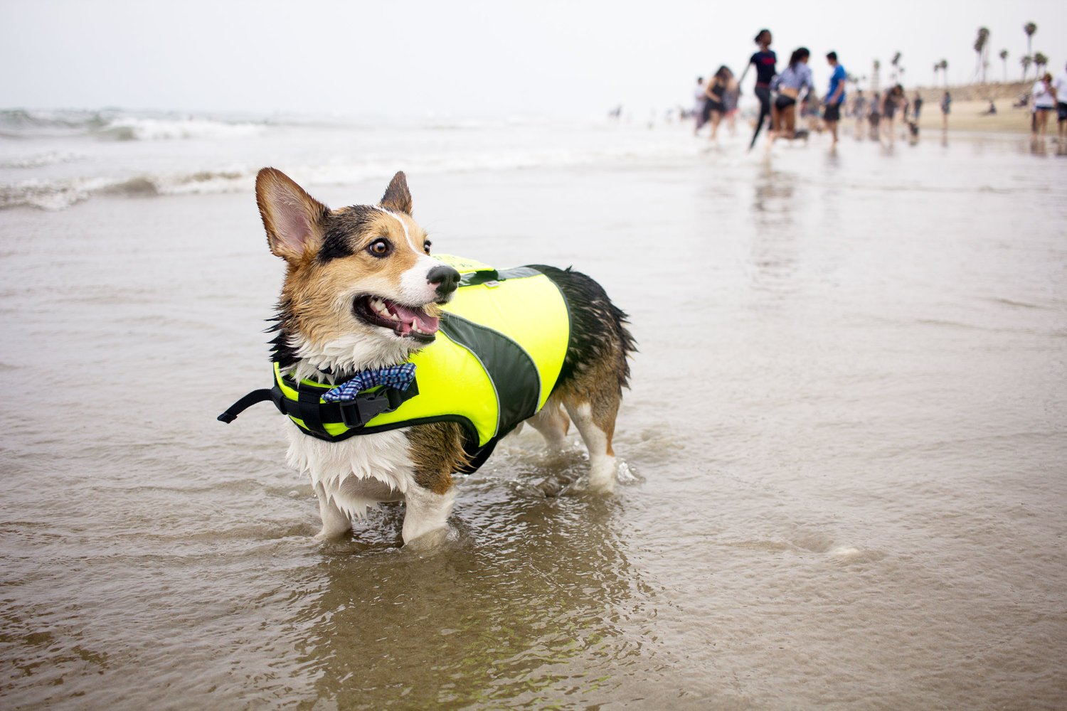 Orange-County-Dog-Photography-Pet-Huntington-Dog-Beach-SoCal-Corgi-Beach-Day_Steamer-Lee_058.JPG