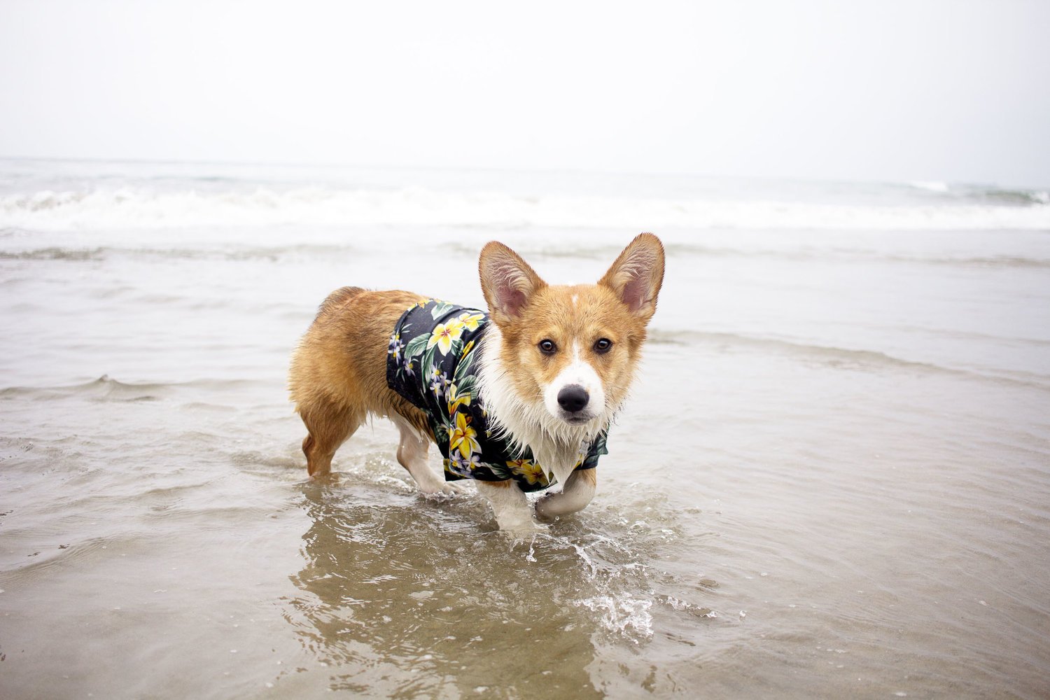 Orange-County-Dog-Photography-Pet-Huntington-Dog-Beach-SoCal-Corgi-Beach-Day_Steamer-Lee_060.JPG