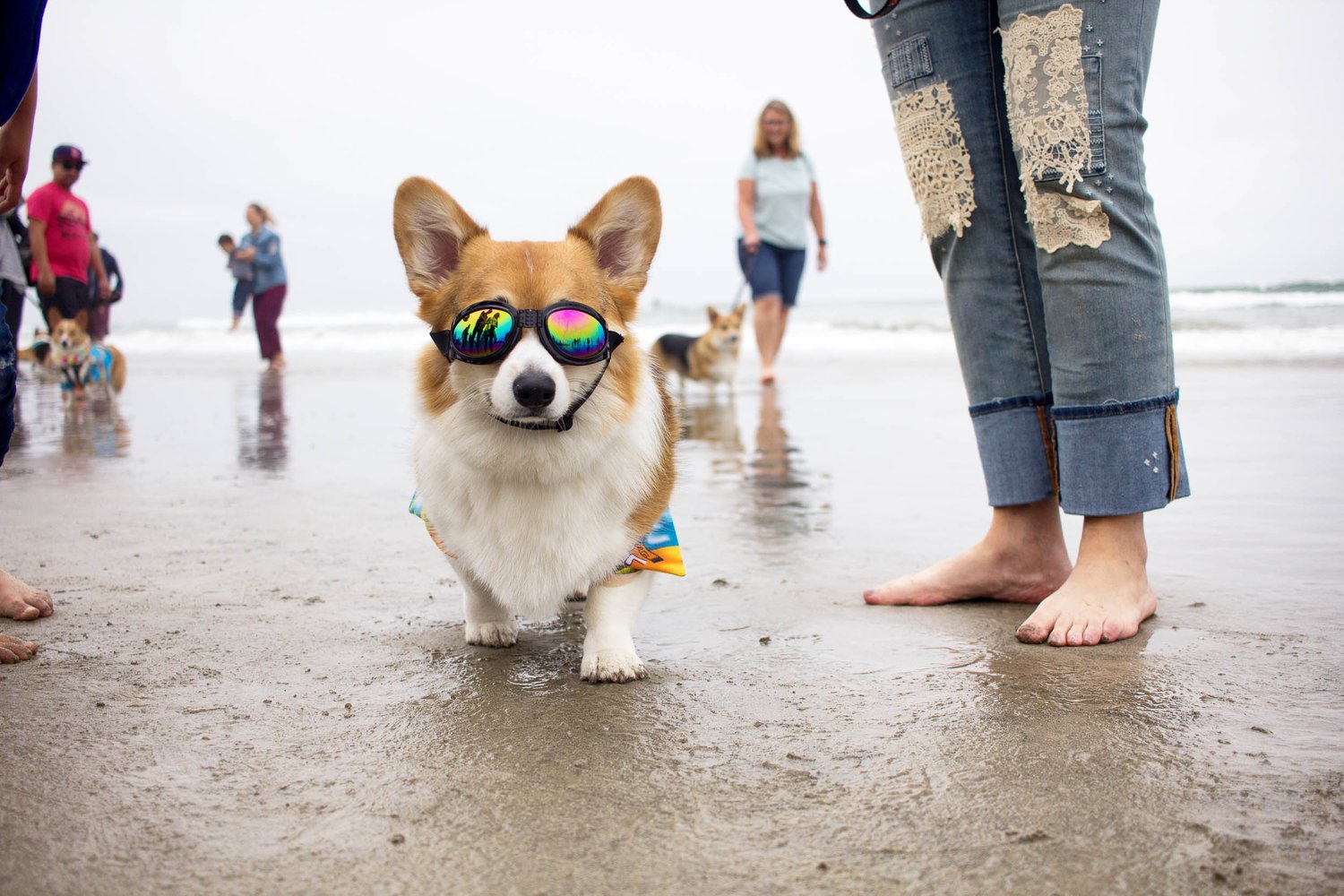 Orange-County-Dog-Photography-Pet-Huntington-Dog-Beach-SoCal-Corgi-Beach-Day_Steamer-Lee_048(1).JPG