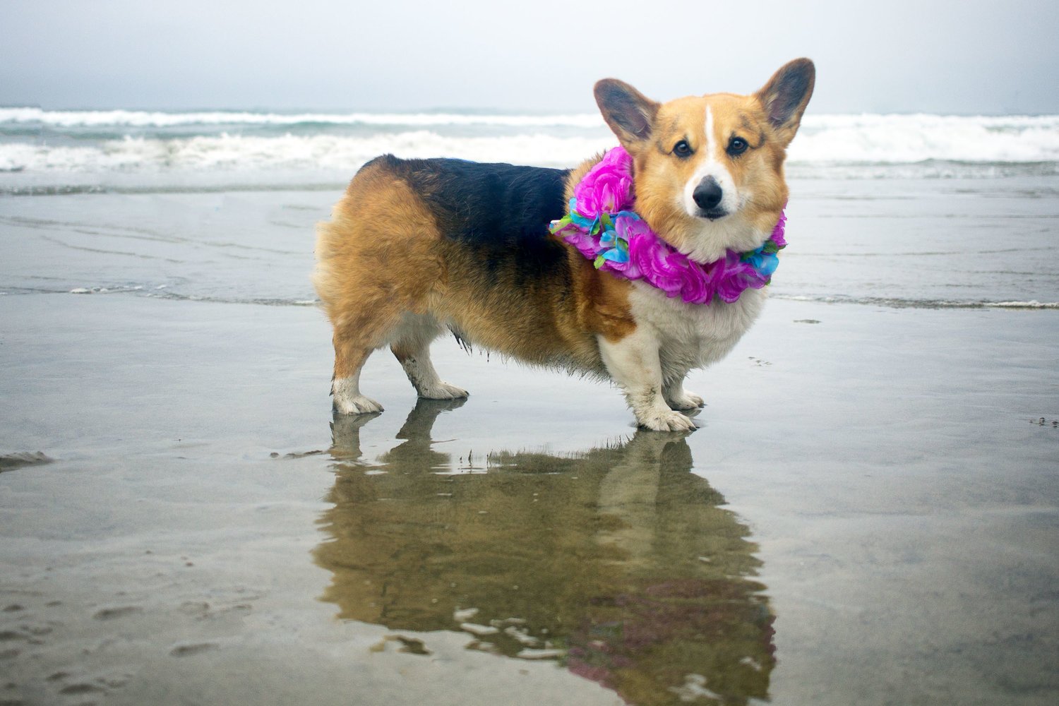 Orange-County-Dog-Photography-Pet-Huntington-Dog-Beach-SoCal-Corgi-Beach-Day_Steamer-Lee_049.JPG