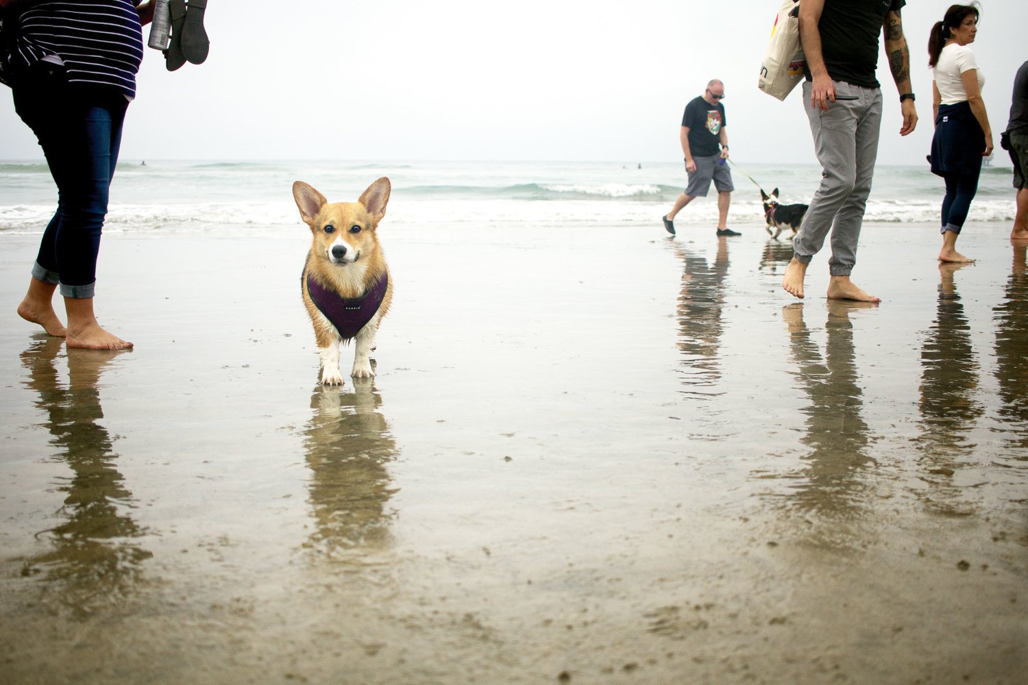 Orange-County-Dog-Photography-Pet-Huntington-Dog-Beach-SoCal-Corgi-Beach-Day_Steamer-Lee_051.JPG