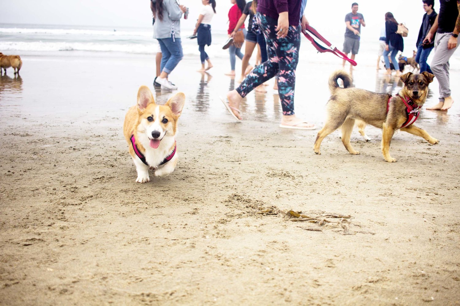 Orange-County-Dog-Photography-Pet-Huntington-Dog-Beach-SoCal-Corgi-Beach-Day_Steamer-Lee_052.JPG