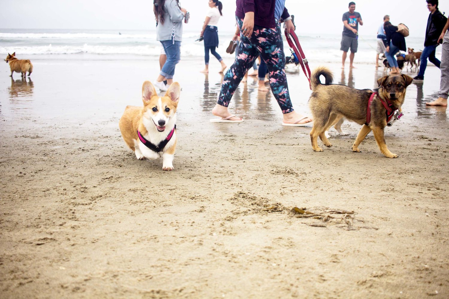 Orange-County-Dog-Photography-Pet-Huntington-Dog-Beach-SoCal-Corgi-Beach-Day_Steamer-Lee_053.JPG