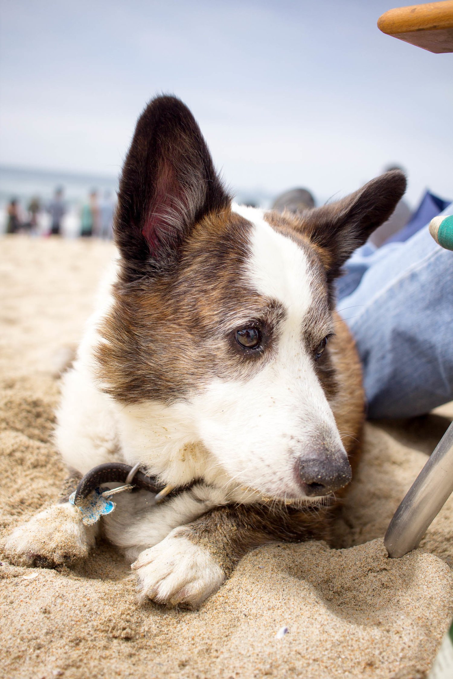 Orange-County-Dog-Photography-Pet-Huntington-Dog-Beach-SoCal-Corgi-Beach-Day_Steamer-Lee_045.JPG