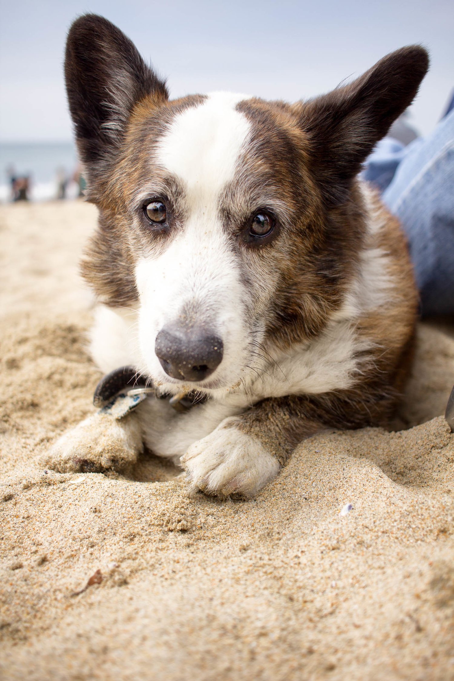 Orange-County-Dog-Photography-Pet-Huntington-Dog-Beach-SoCal-Corgi-Beach-Day_Steamer-Lee_046.JPG