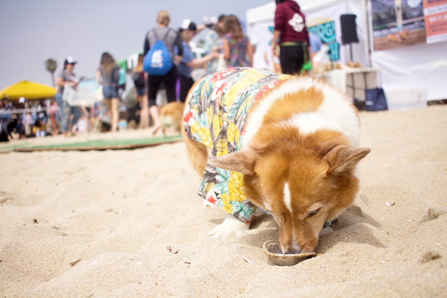 Orange-County-Dog-Photography-Pet-Huntington-Dog-Beach-SoCal-Corgi-Beach-Day_Steamer-Lee_038.JPG