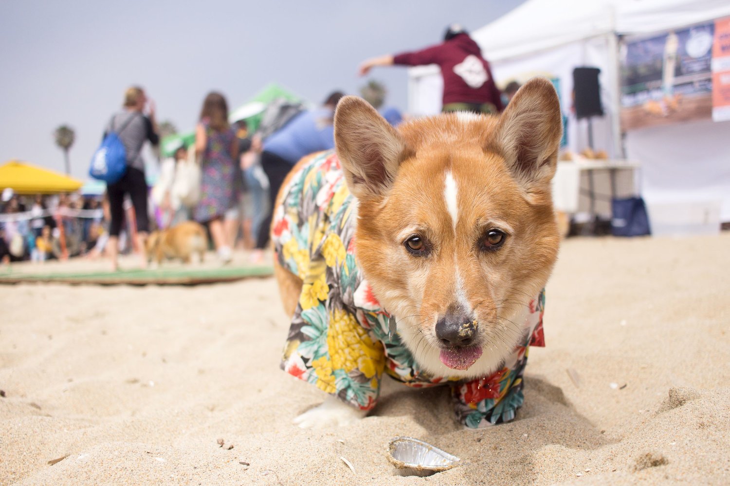 Orange-County-Dog-Photography-Pet-Huntington-Dog-Beach-SoCal-Corgi-Beach-Day_Steamer-Lee_039.JPG
