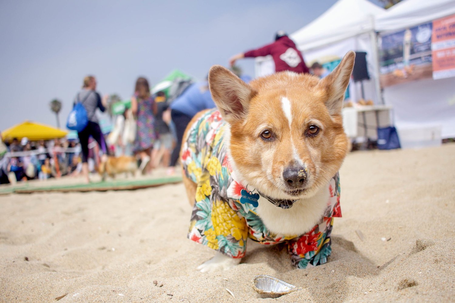 Orange-County-Dog-Photography-Pet-Huntington-Dog-Beach-SoCal-Corgi-Beach-Day_Steamer-Lee_040.JPG