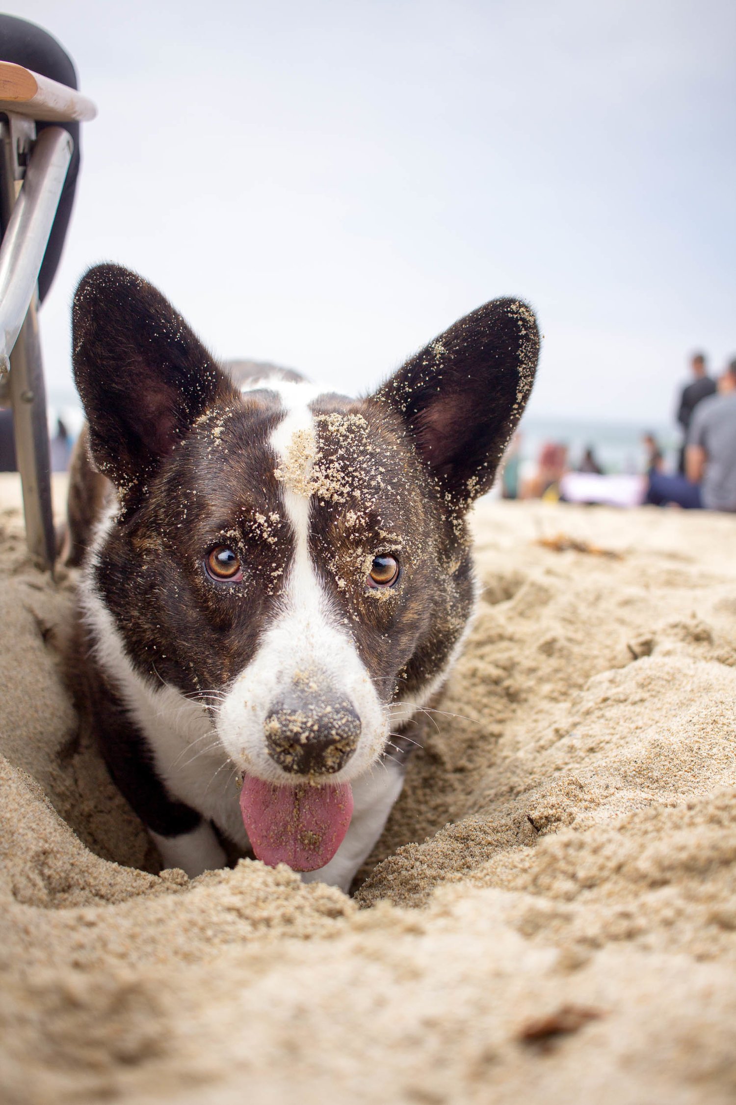 Orange-County-Dog-Photography-Pet-Huntington-Dog-Beach-SoCal-Corgi-Beach-Day_Steamer-Lee_042.JPG